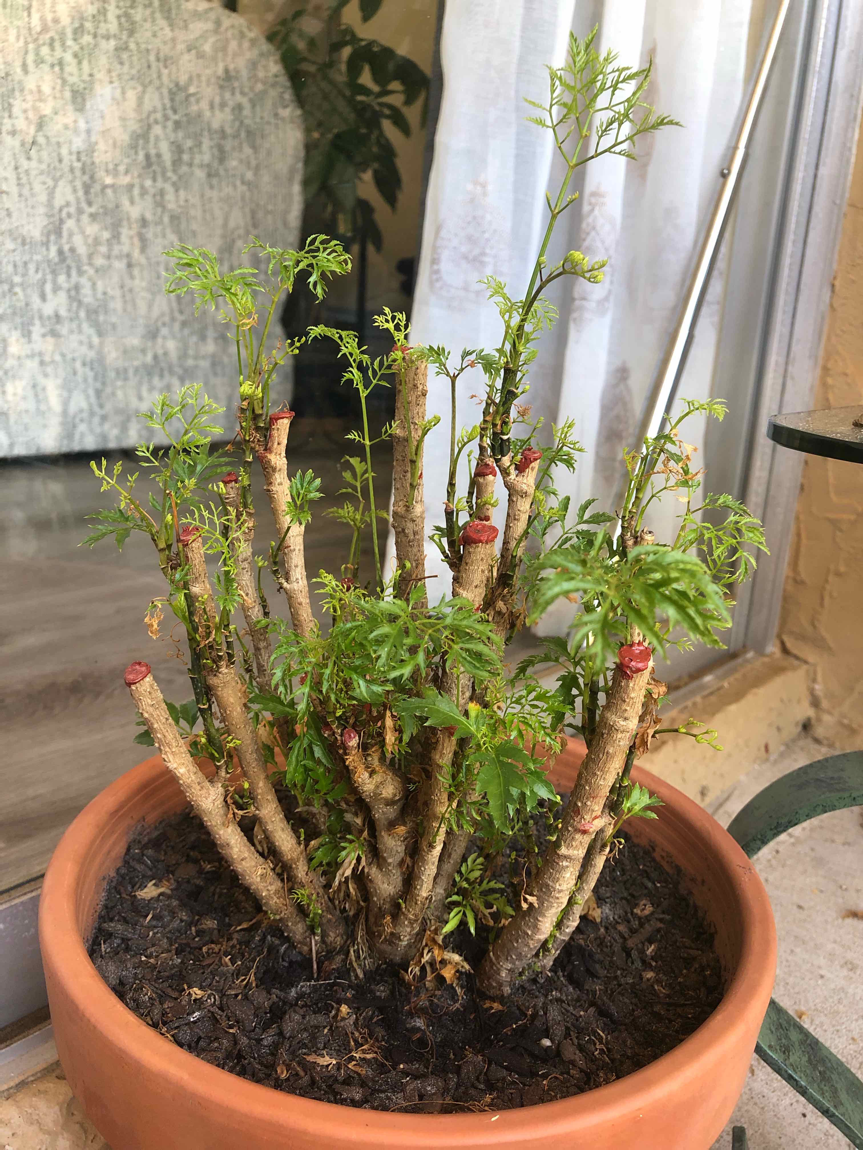 Ming Aralia plant in a terracotta pot with pruned stems and new green growth.