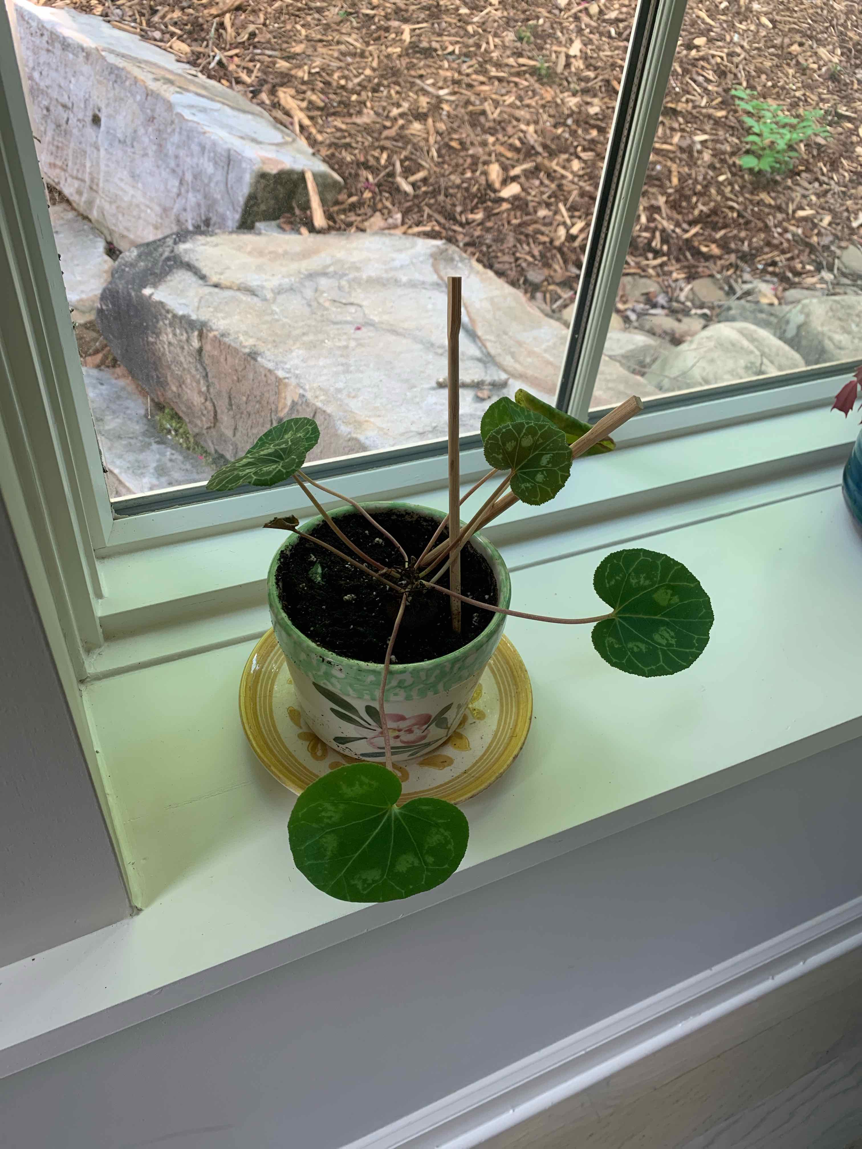Healthy potted Persian Cyclamen plant with vibrant leaves and emerging flower buds, sitting on a windowsill.
