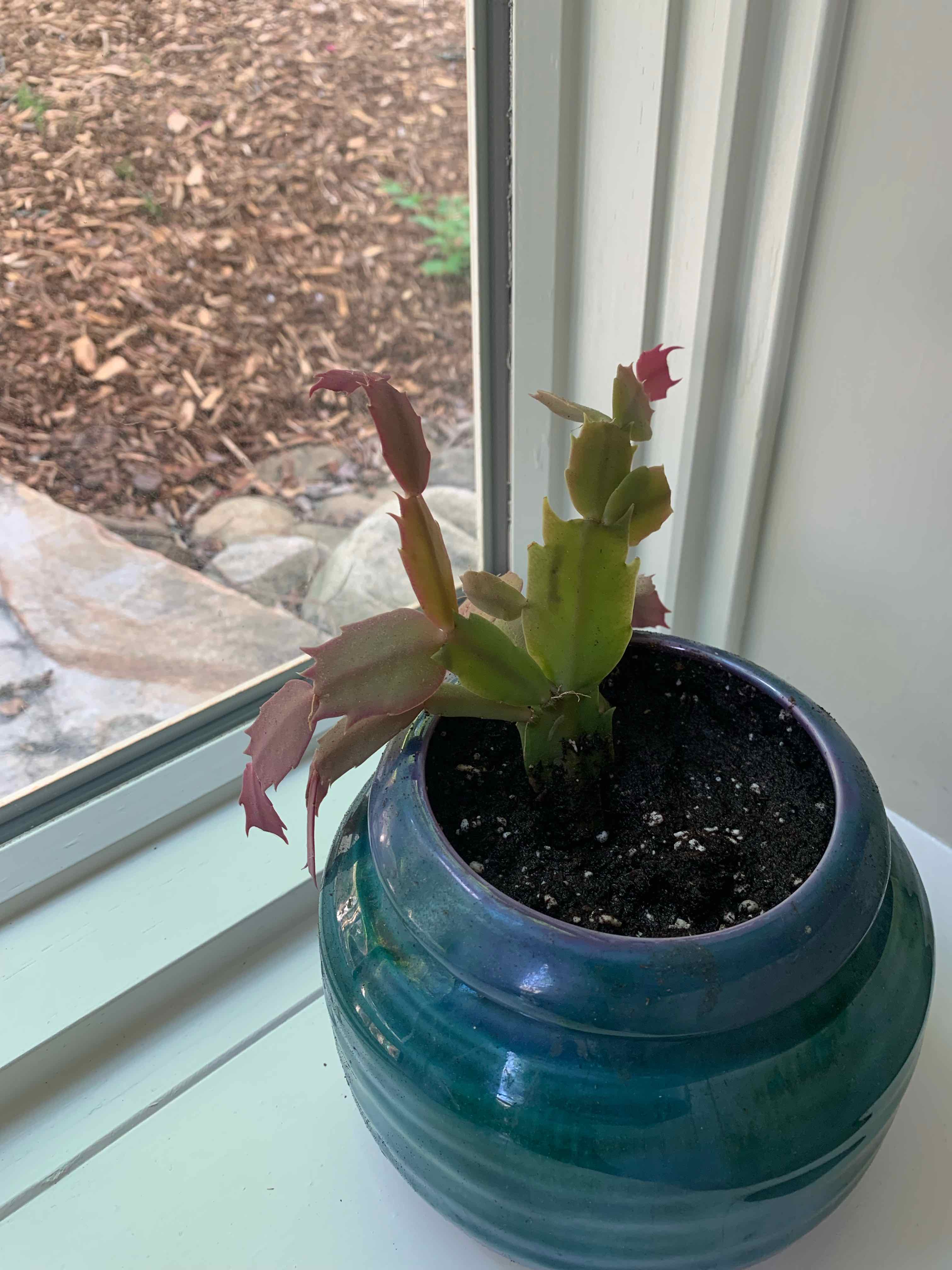 Potted False Christmas Cactus near a window with some reddish discoloration on the leaves.