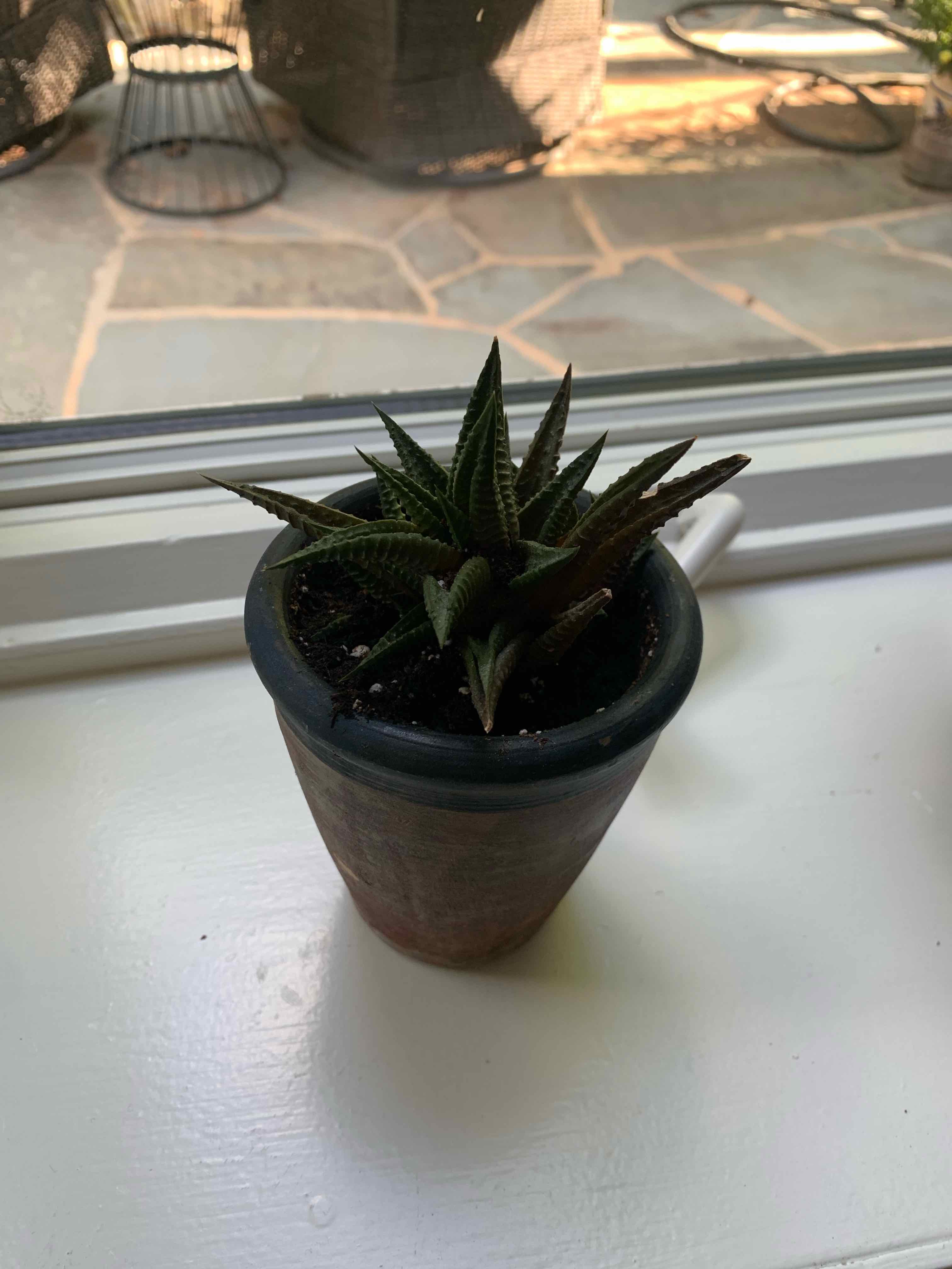 Zebra Plant plant photo by @ace named Luna on Greg, the plant care app.