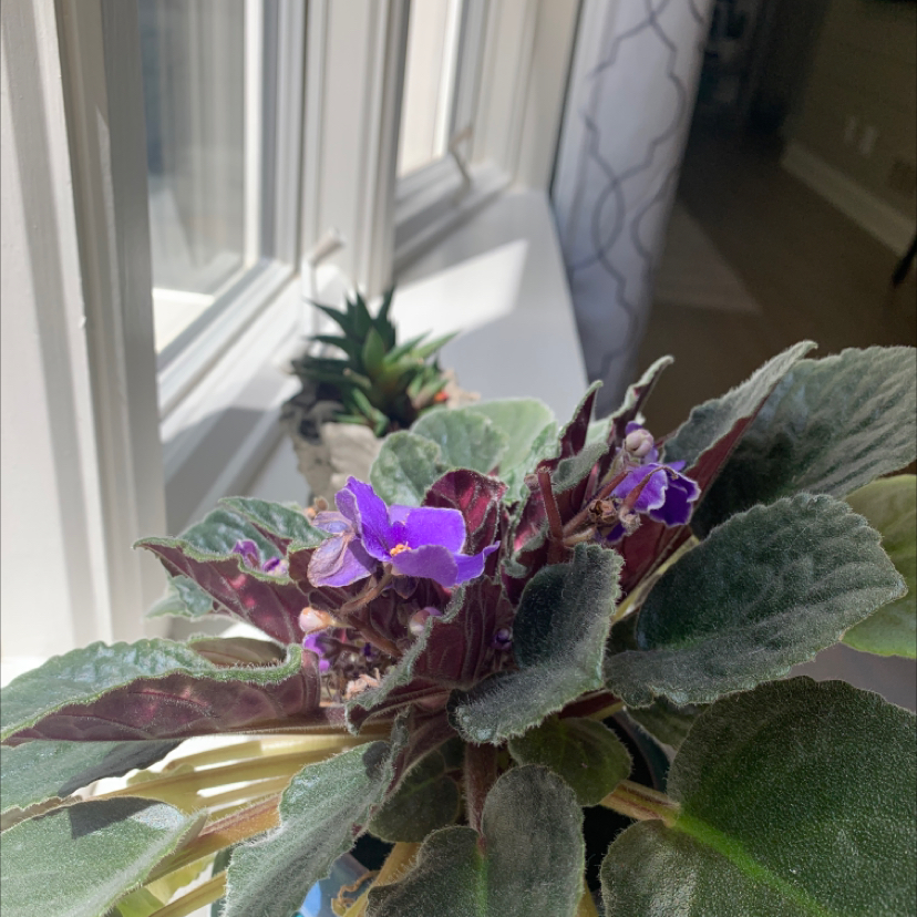 Kenyan Violet plant with purple flowers and fuzzy leaves near a window.