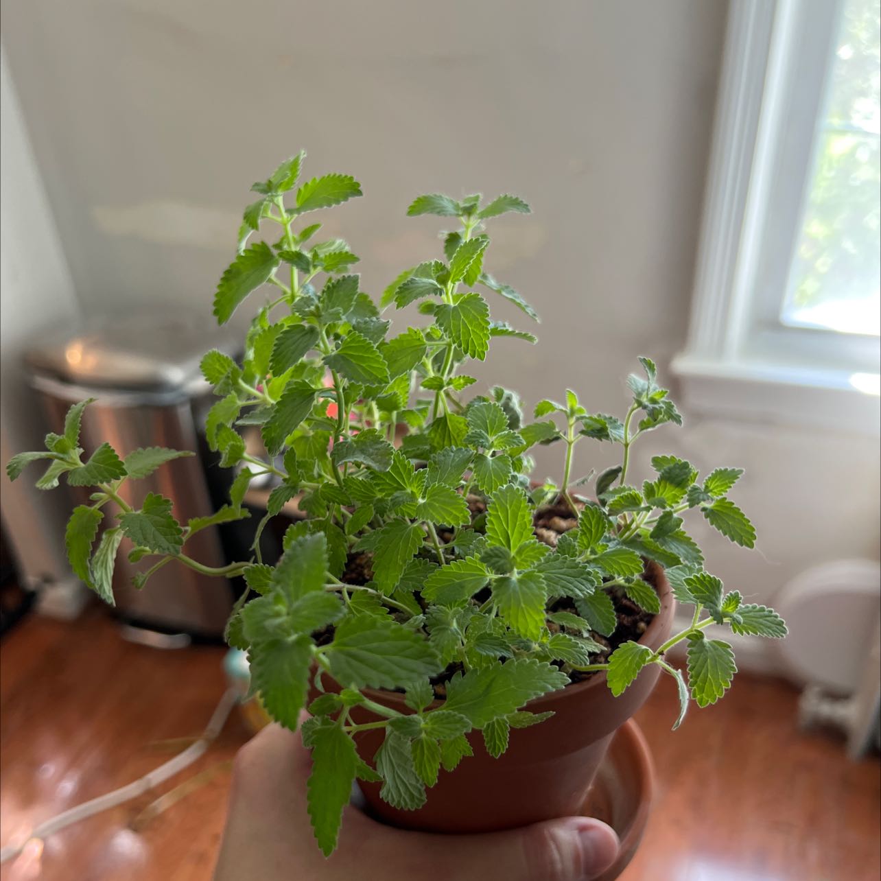 Photo of the plant species Dwarf catnip by @HotLettuce named Azriel on Greg, the plant care app