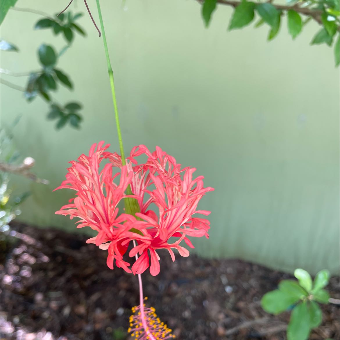 Red Spider Lily with vibrant red flowers, healthy and well-framed.