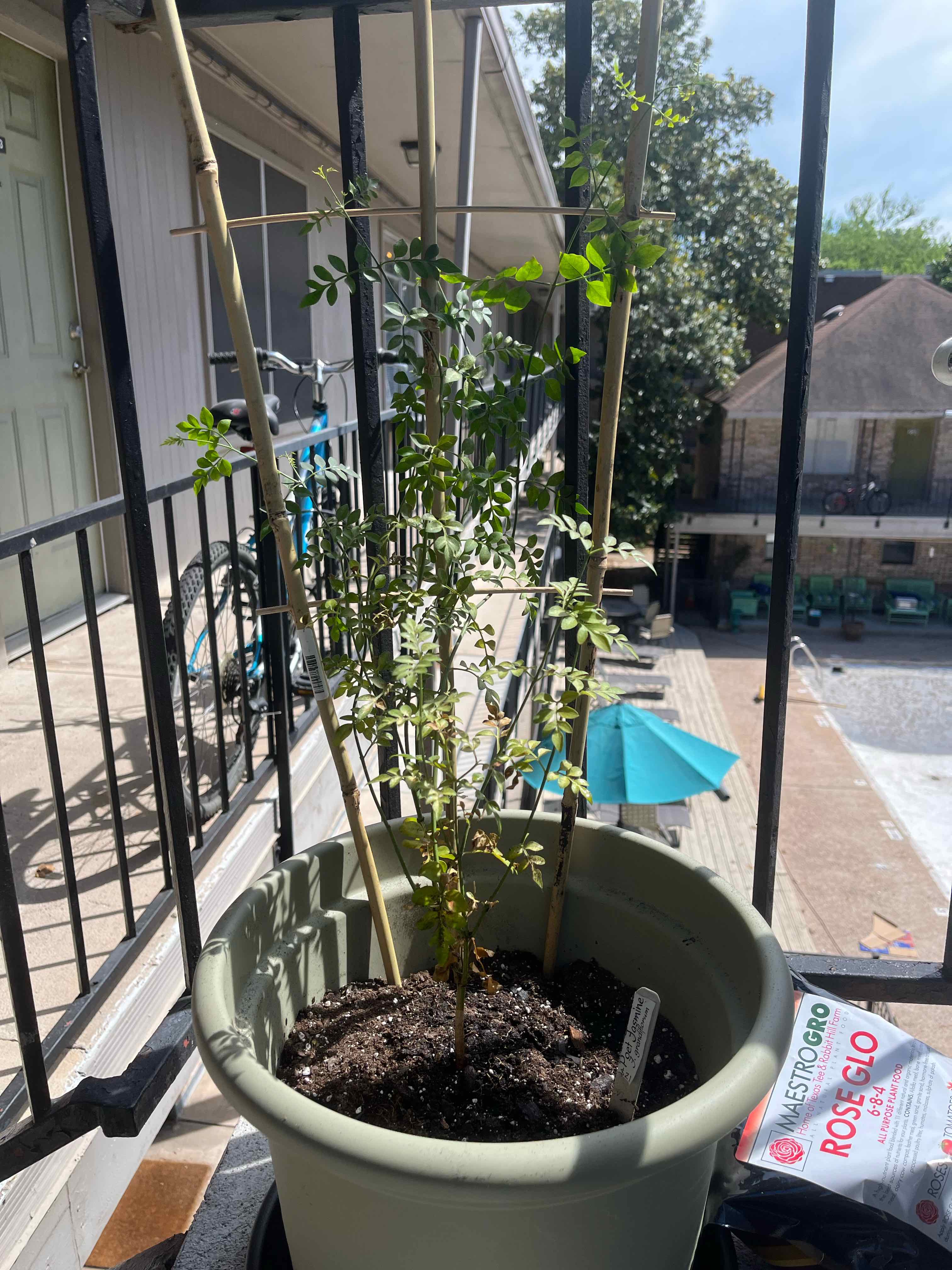 Photo of the plant species Jasmine 'De Grasse' by @KineticDaisy named Yasmin on Greg, the plant care app
