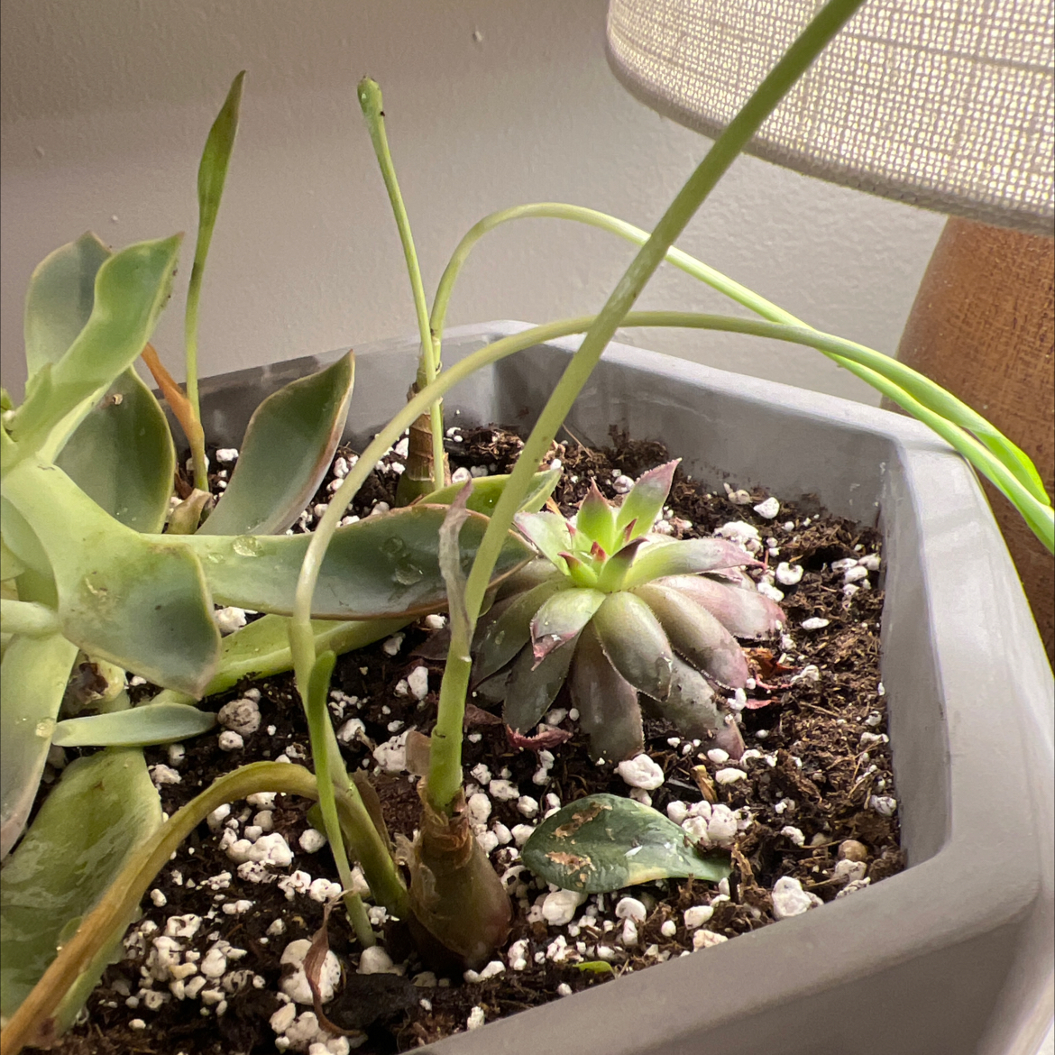 Potted Silver Squill plant with some yellowing and browning leaves in a well-lit indoor setting.