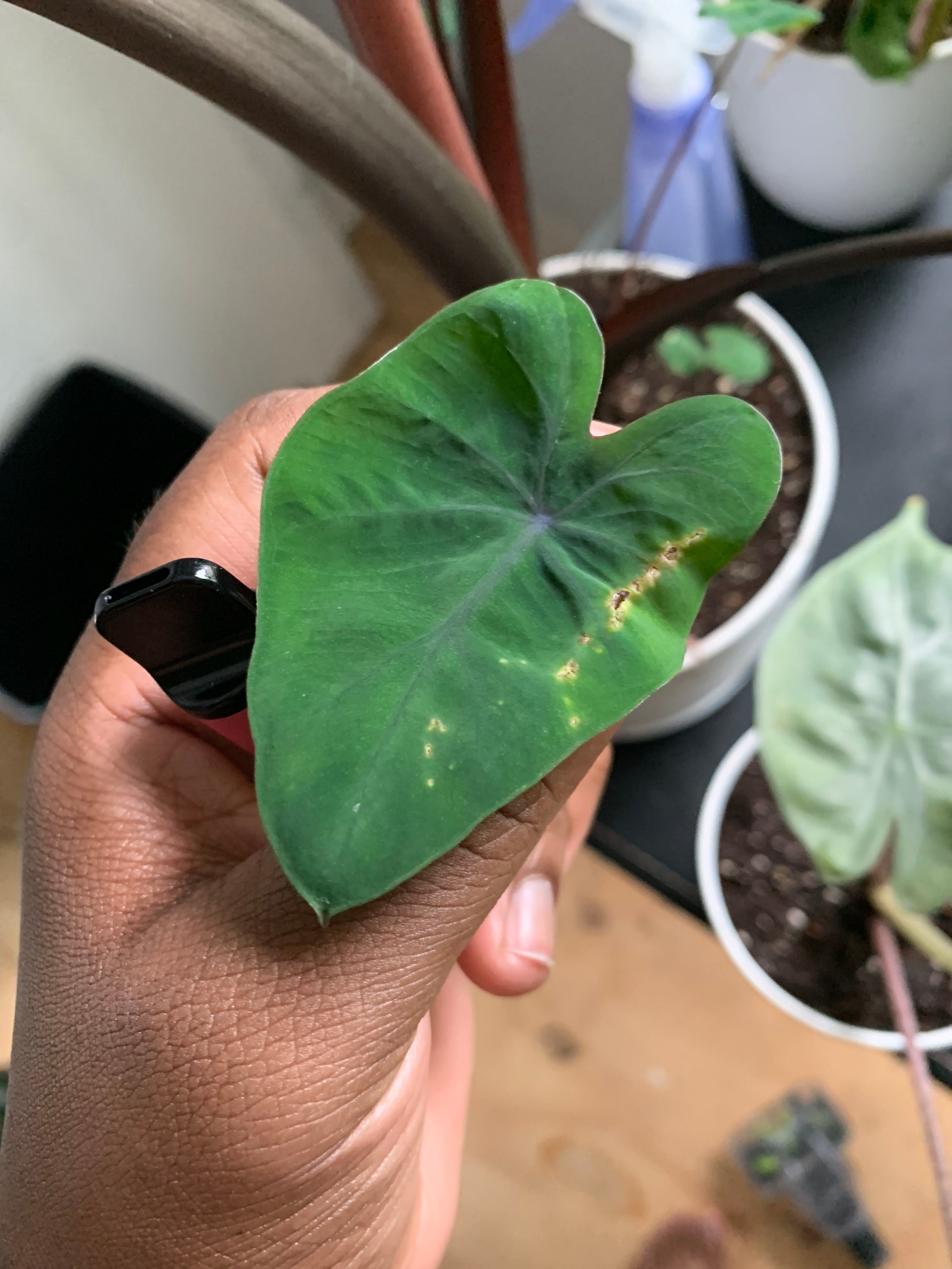 Arrowleaf Elephant Ear Plant Care Water, Light, Nutrients Greg App 🌱