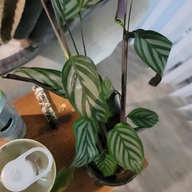 Photo of the plant species Bengal Tiger Canna Lily by @FirstrateEndive named Bengie on Greg, the plant care app