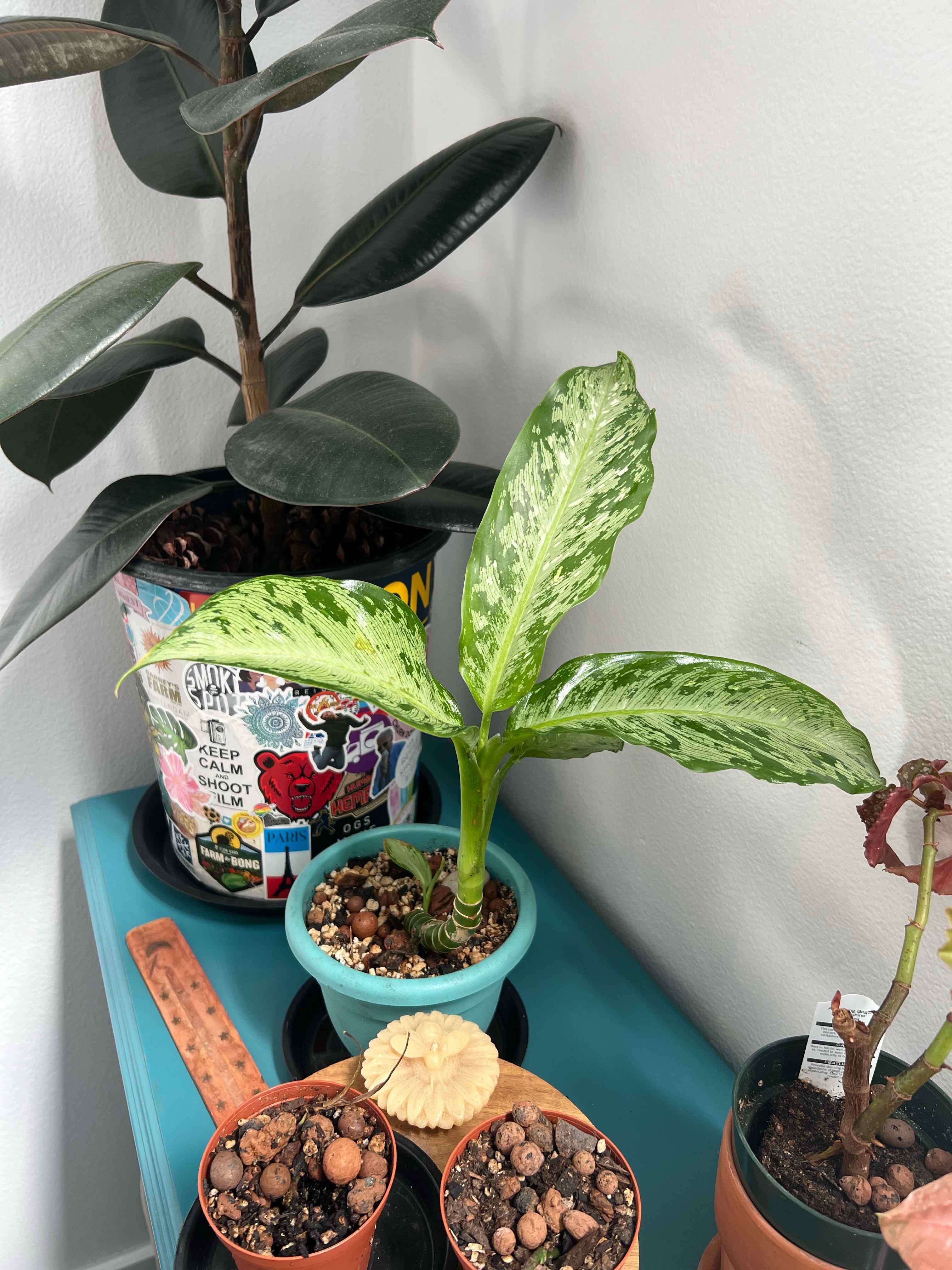 Dieffenbachia 'Memoria Corsii' plant in a small pot with visible soil, other plants in the background.