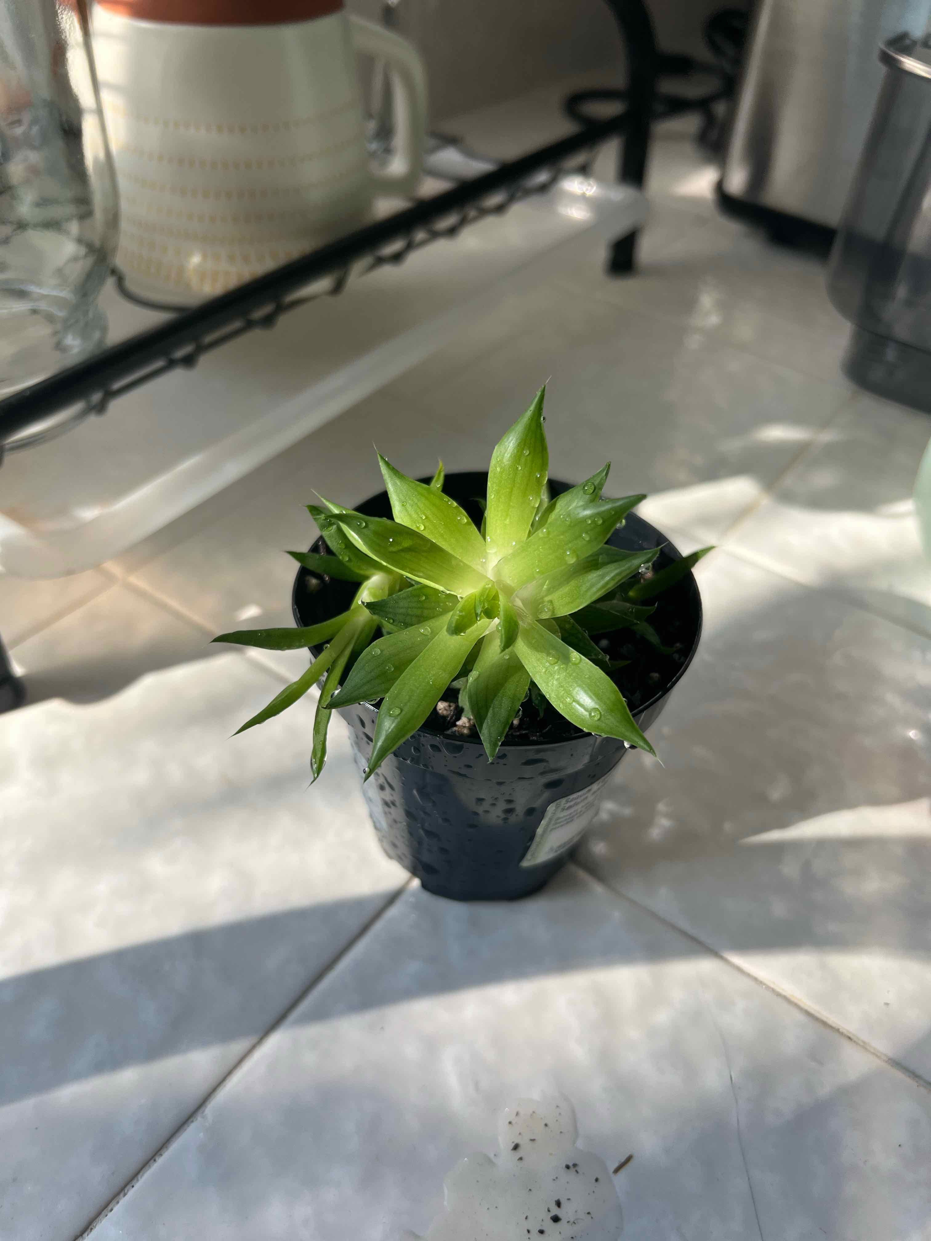 Photo of the plant species Glassrim Haworthia by @ljpowers named Goldwyn on Greg, the plant care app