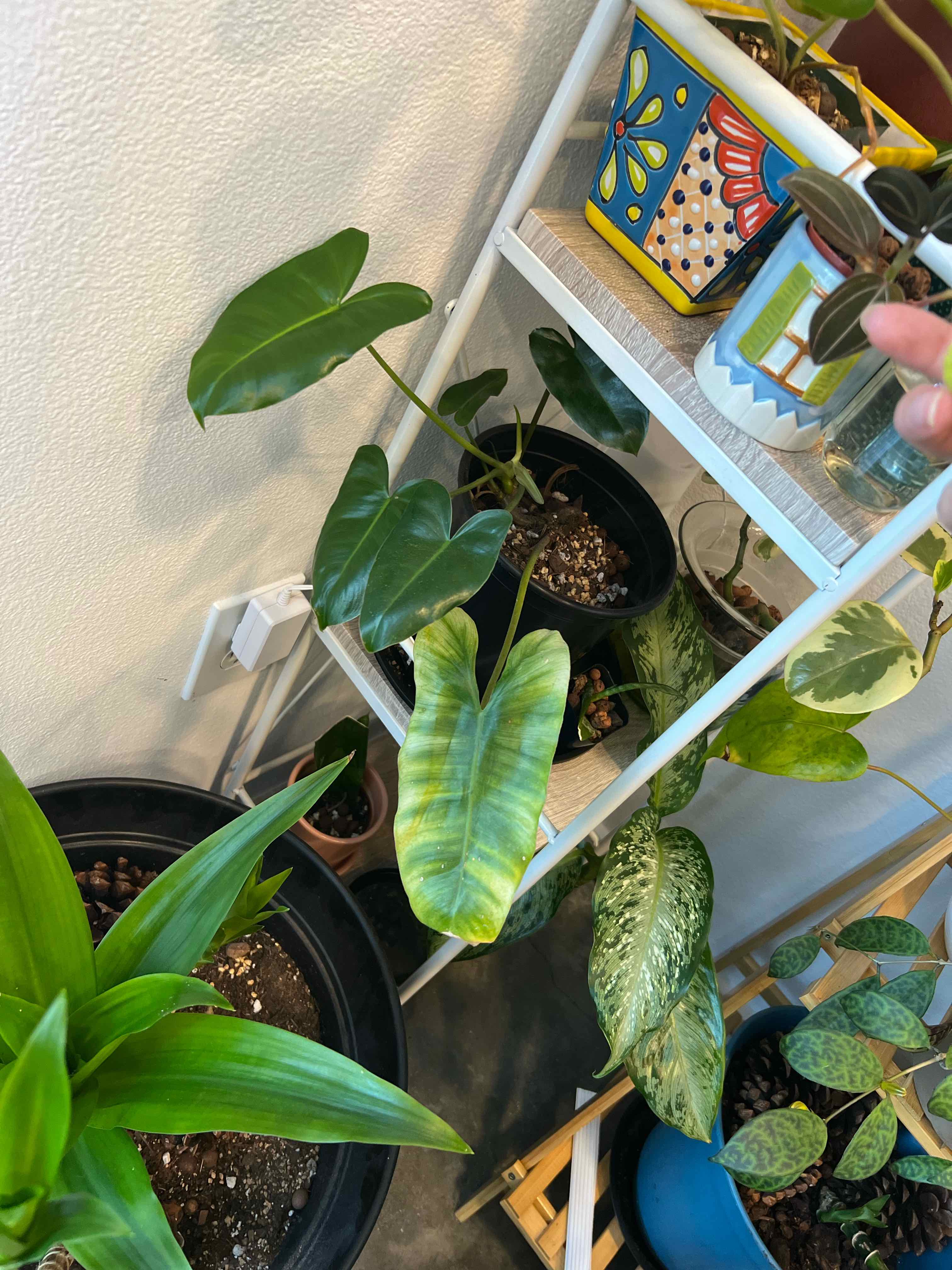 Philodendron Burle Marx plant with yellowing leaf, placed on a shelf with other plants.