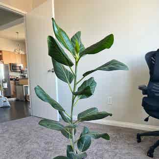 Audrey Ficus plant in Long Beach, California