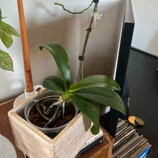 Phalaenopsis Orchid plant in Long Beach, California