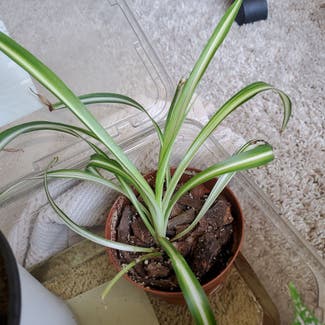 Spider Plant plant in Long Beach, California