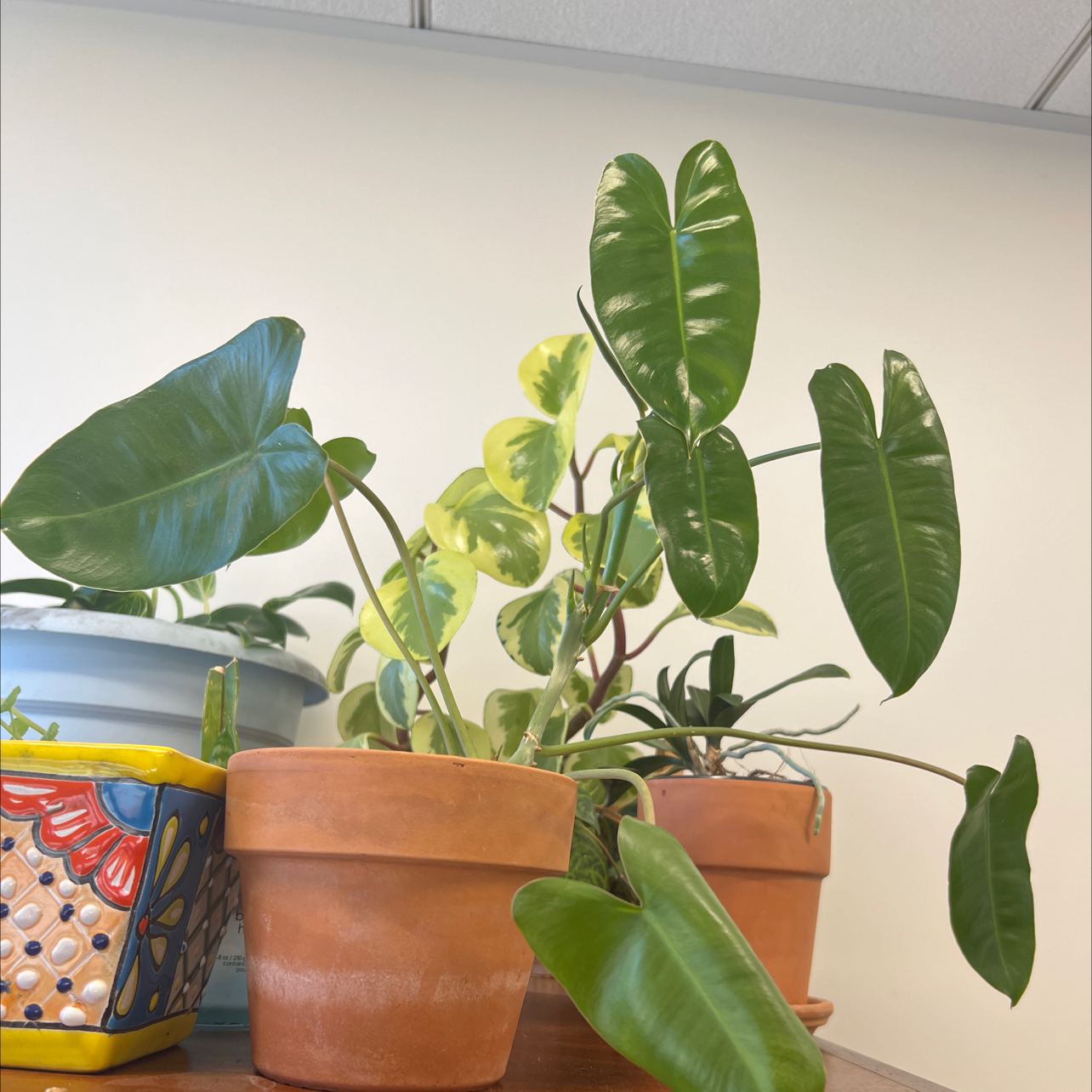 Philodendron Burle Marx plant in a terracotta pot with healthy green leaves.