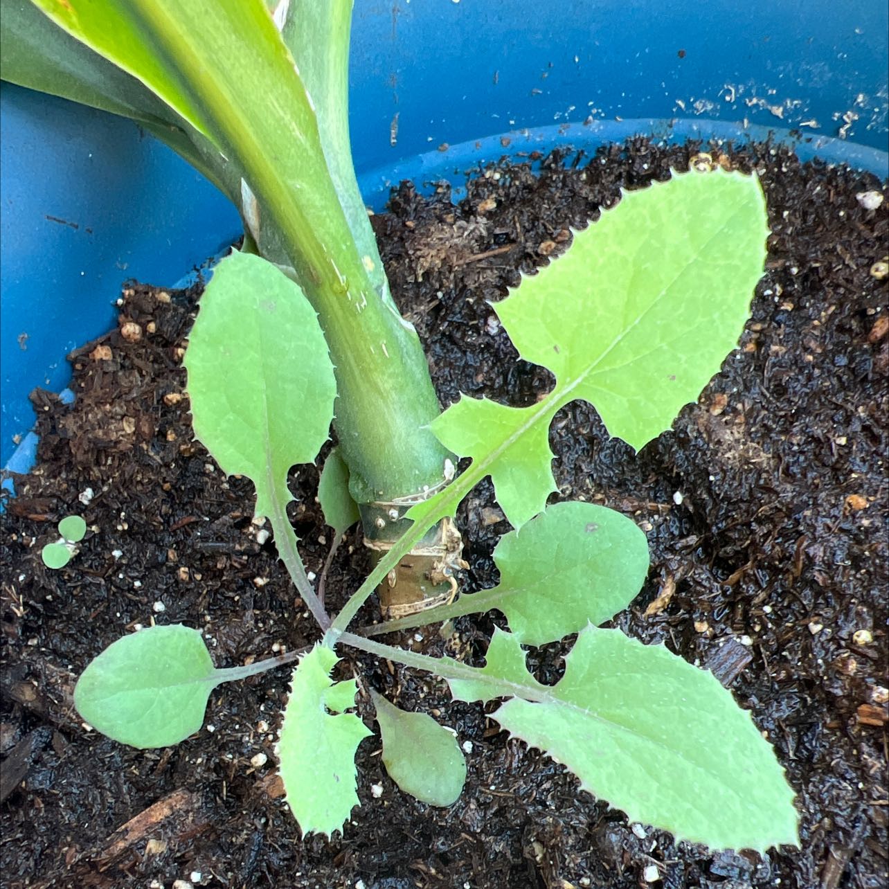 Young Common Sowthistle plant in a blue pot with visible soil.