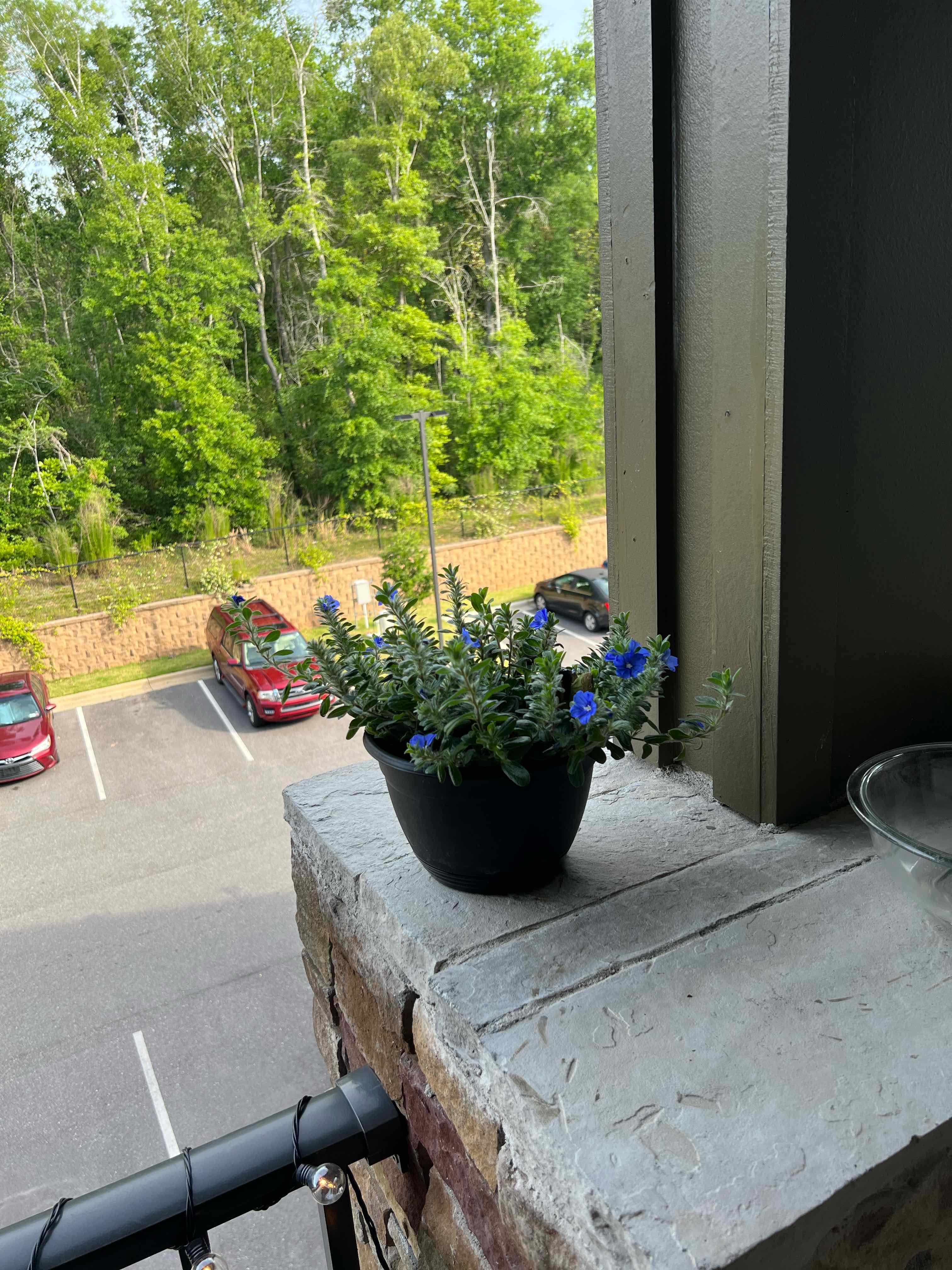 Potted Dwarf Morning-Glory plant with blue flowers on a ledge, background includes parking lot and trees.