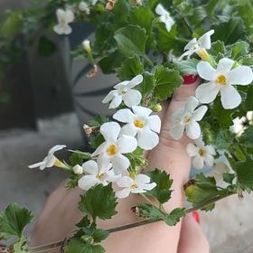 Photo of the plant species bacopa by @LivHirsh named Willow on Greg, the plant care app