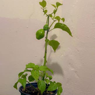 Bell Pepper plant in Somewhere on Earth
