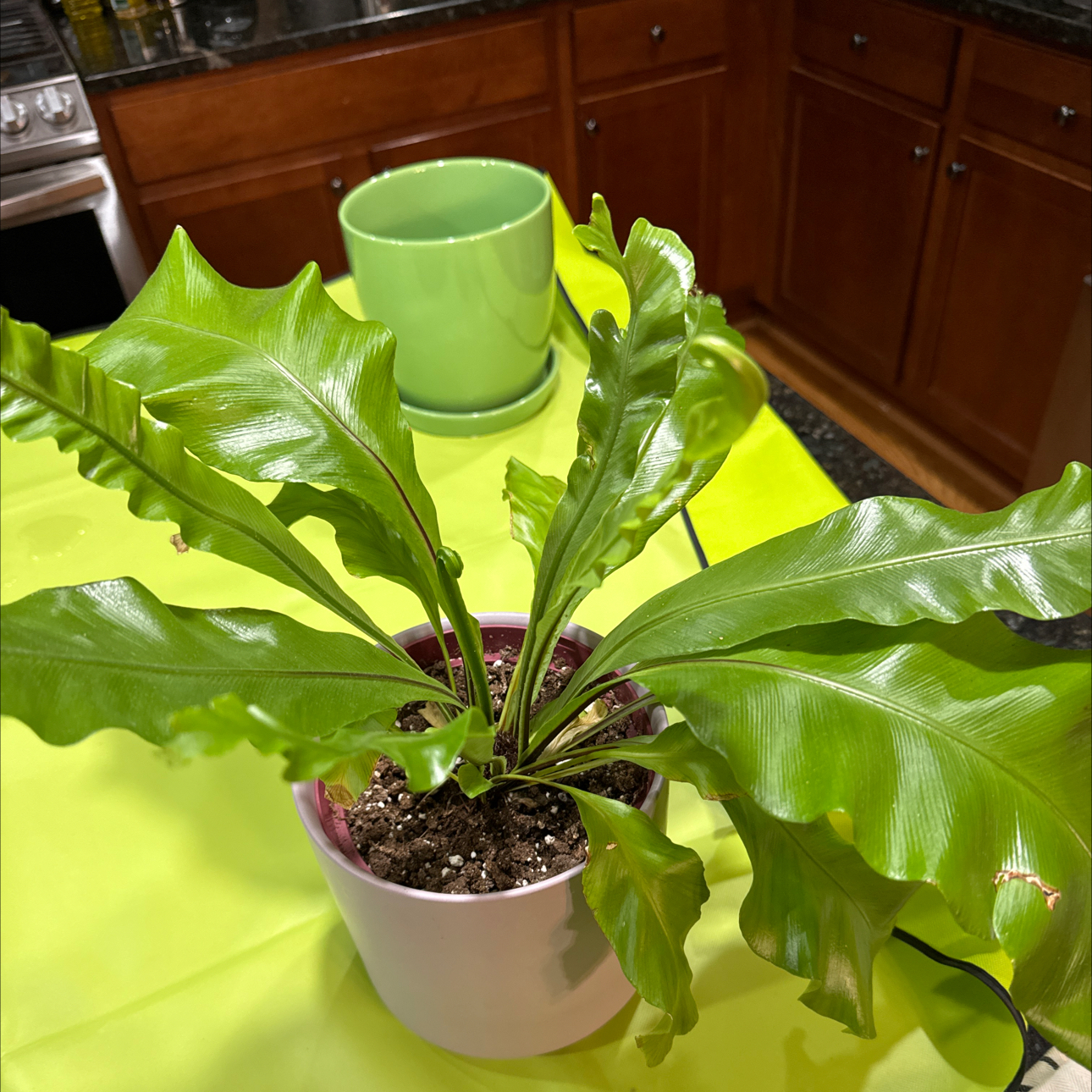 Elina | A plant by @FineCodiaeum on Greg