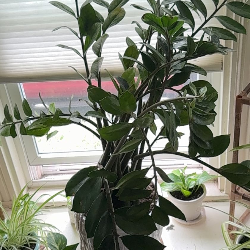 Photo of the plant species Maypop by @FineCodi named Harry on Greg, the plant care app