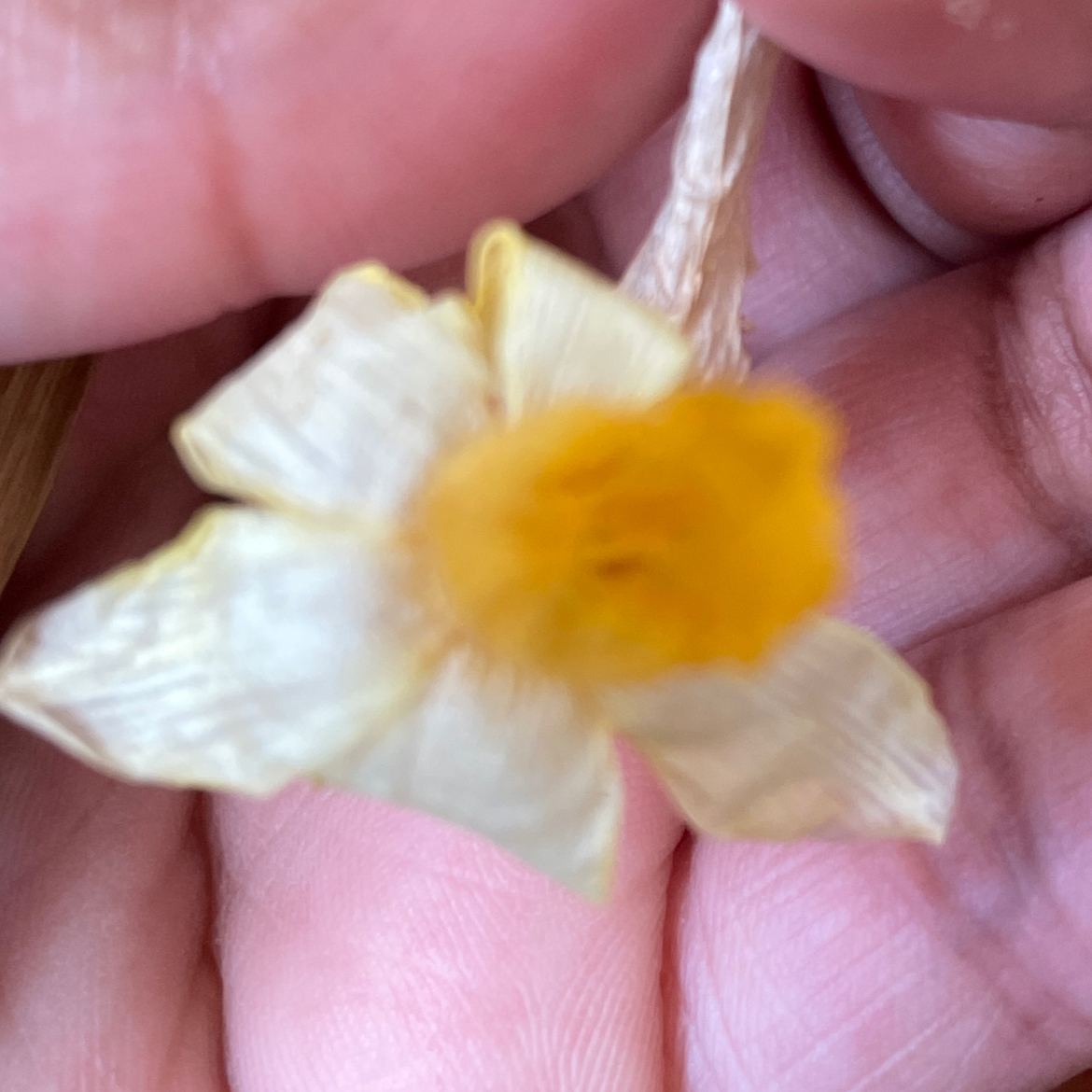Photo of the plant species Jonquil by @FinestAngelwing named Mal🌼 on Greg, the plant care app