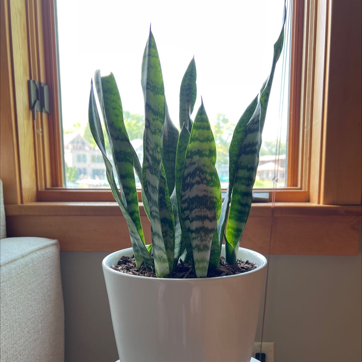Zeylanica Snake Plant in a white pot near a window, healthy with green striped leaves.