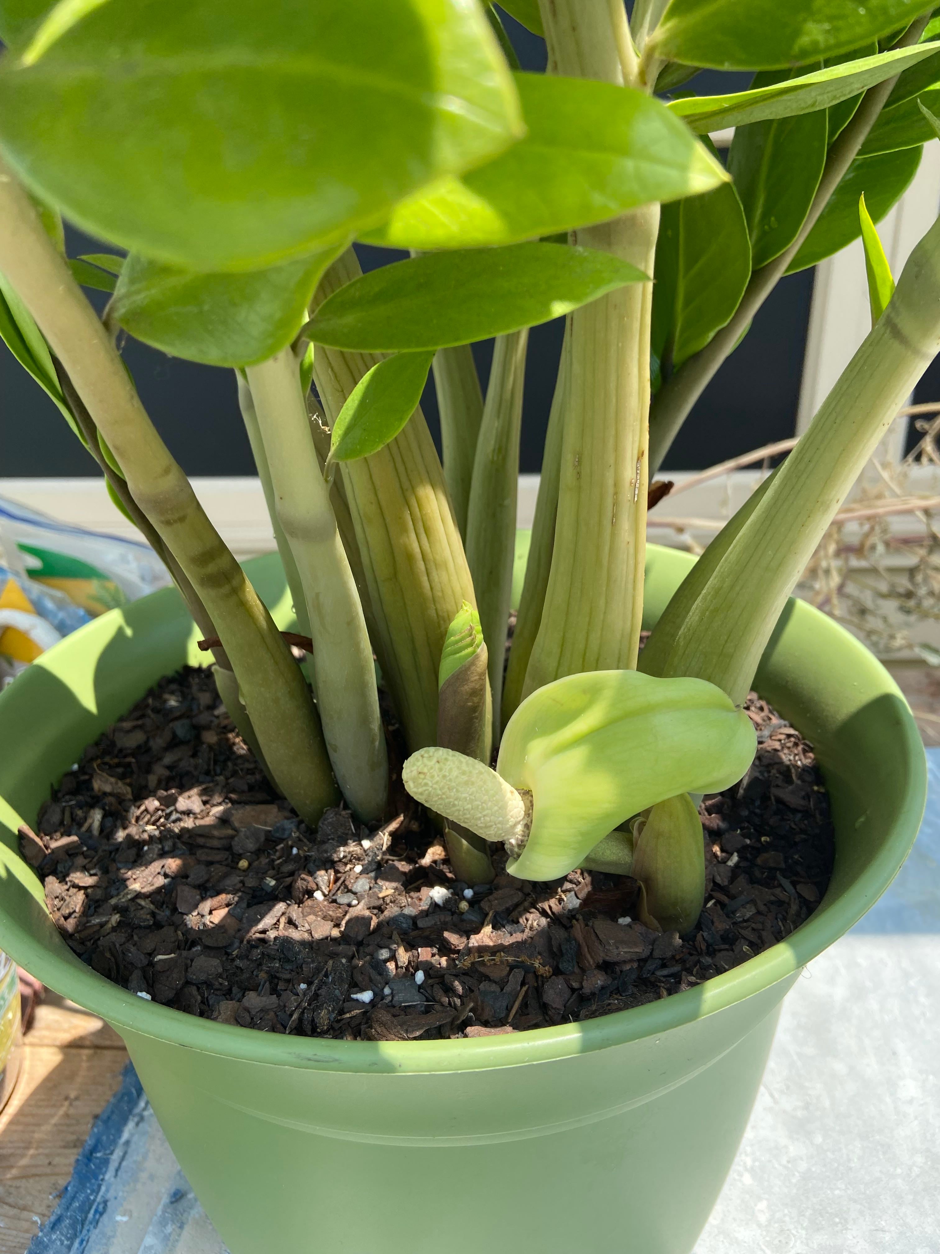 What Do ZZ Plant Flowers Mean?