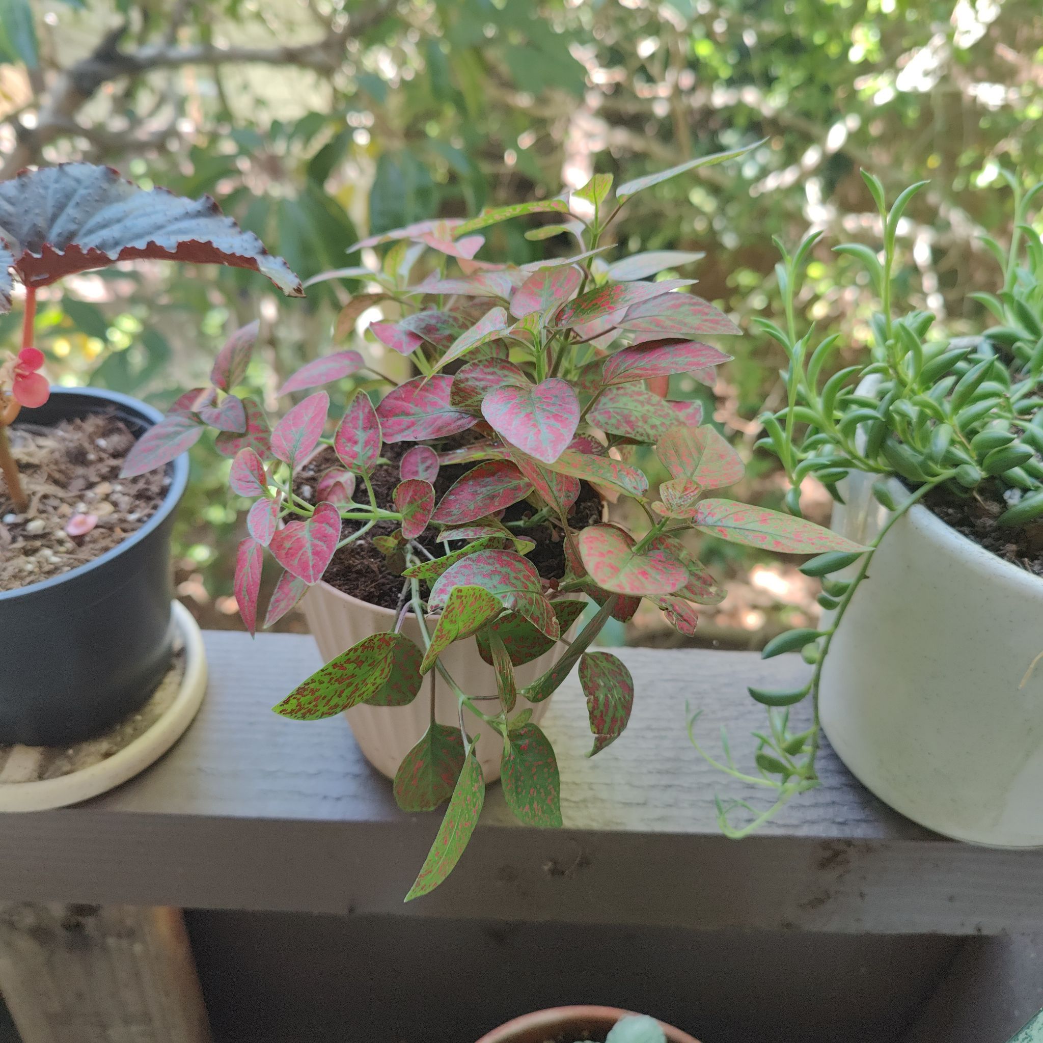 Photo of the plant species Hypoestes 'Red' by @WinTauhinu named Sage on Greg, the plant care app