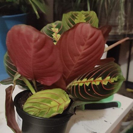 Photo of the plant species Red Calathea by @WinTauhinu named Morgan Treeman on Greg, the plant care app