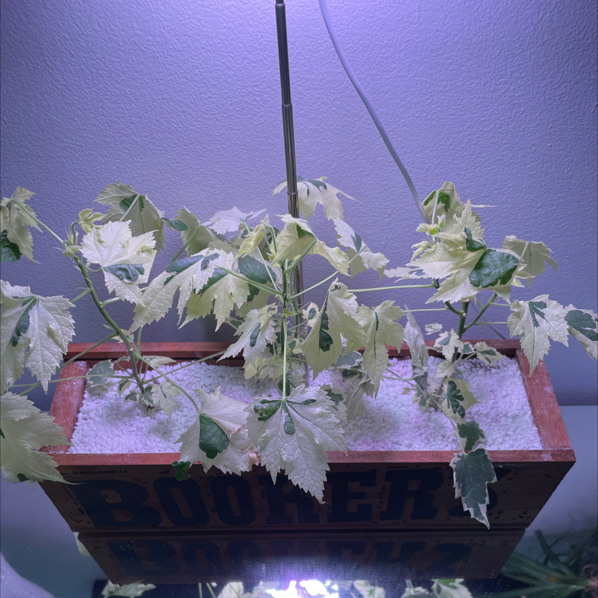 Silver Maple plant in a wooden planter with white soil, showing yellowing and browning leaves under artificial lighting.