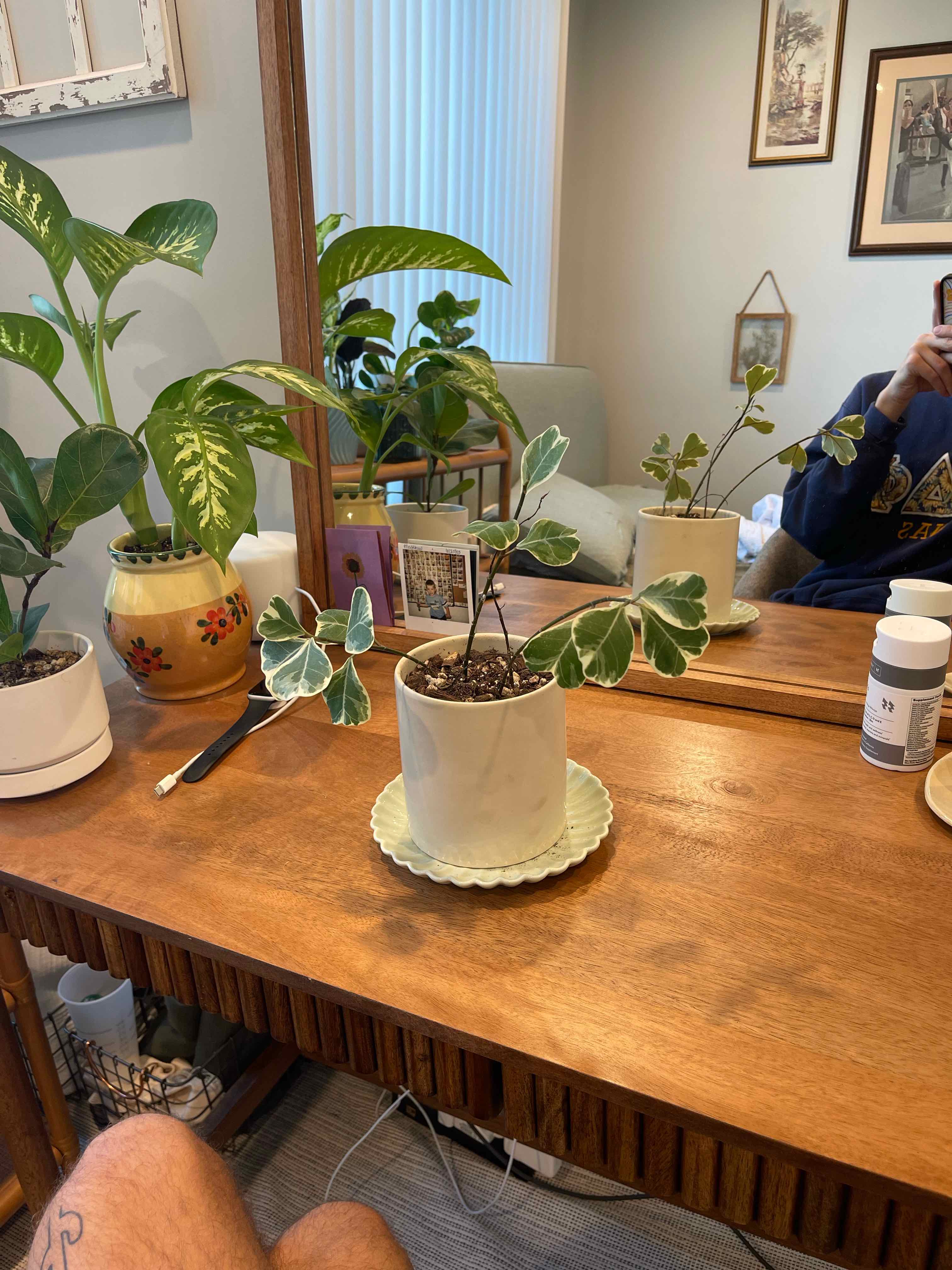 Fortune's Spindle plant with variegated leaves in a white pot on a wooden table.