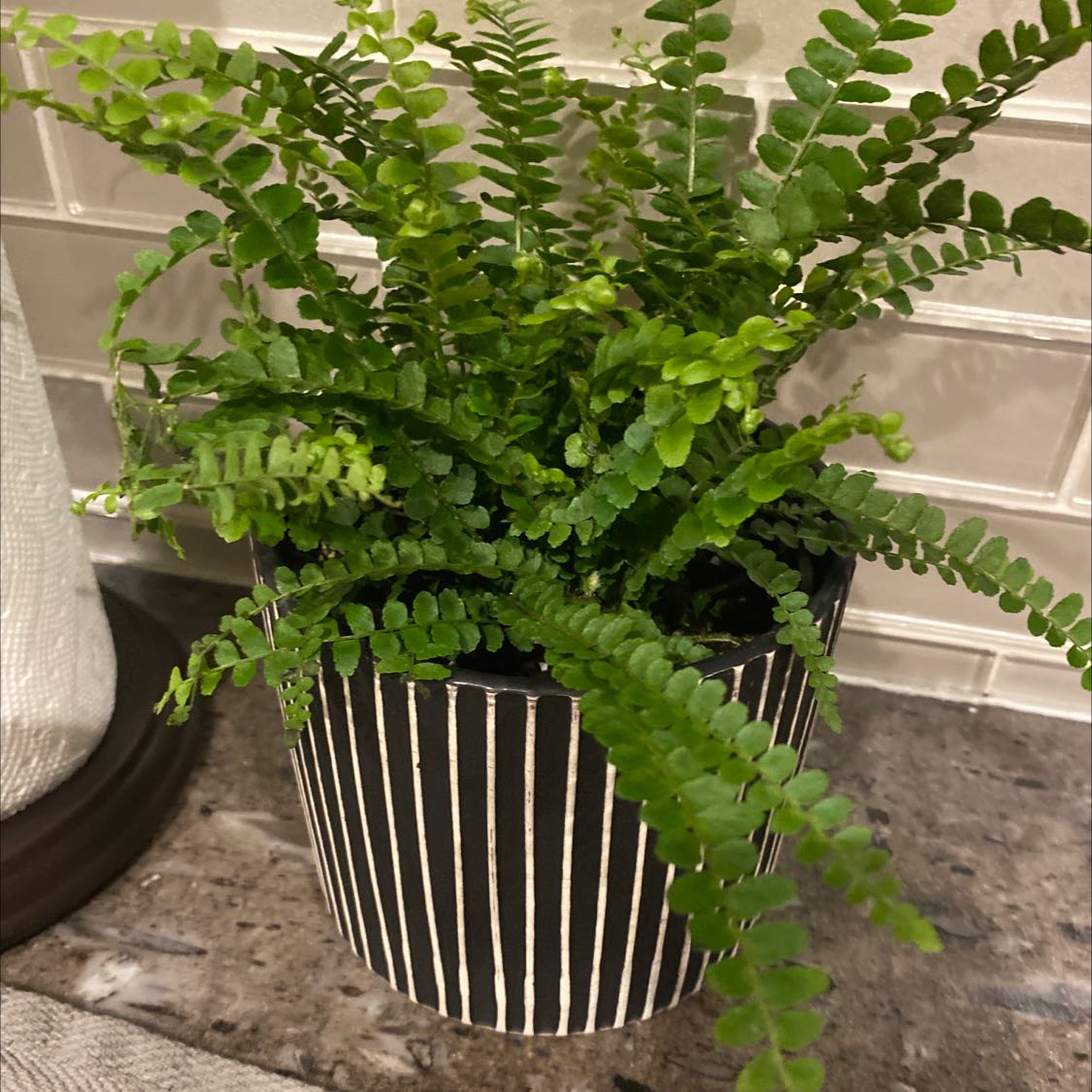 Healthy, thriving Erect Sword Fern with lush, bright green fronds densely packed in a white decorative pot.