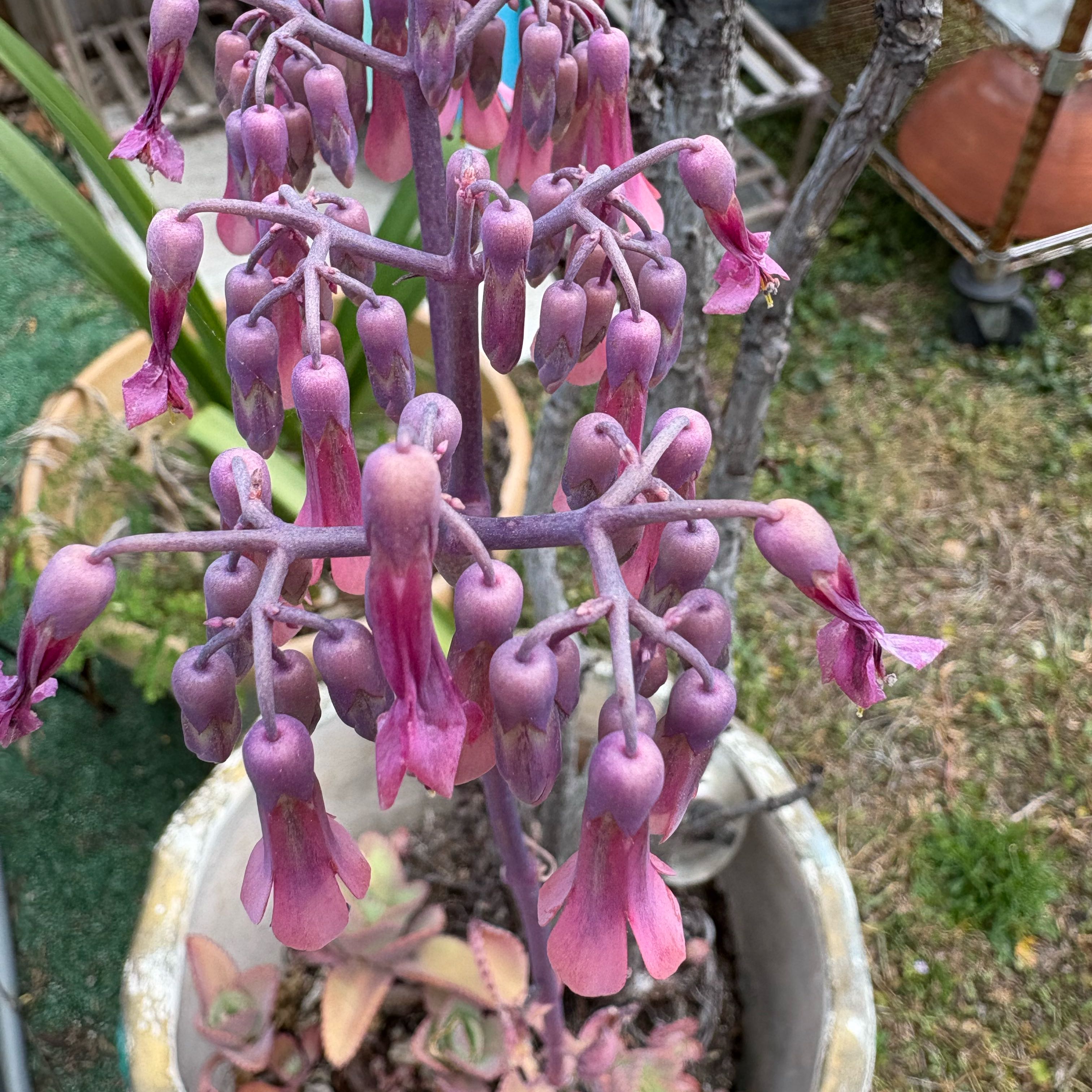 Photo of the plant species Milky Widow's Thrill by @CunningEspostoa named Curie on Greg, the plant care app