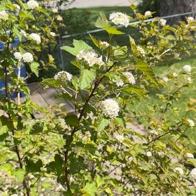 Photo of the plant species Atlantic Ninebark by Caitlin named Gomez on Greg, the plant care app