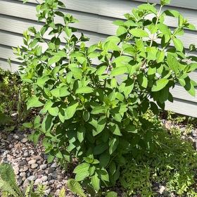 Photo of the plant species Panicle Hydrangea by Caitlin named Muhammad Ali on Greg, the plant care app