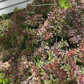 Photo of the plant species Japanese Barberry by Caitlin named Kylie on Greg, the plant care app