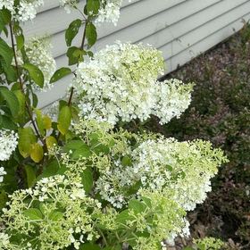 Photo of the plant species Hydrangea Paniculata by Caitlin named Harry on Greg, the plant care app
