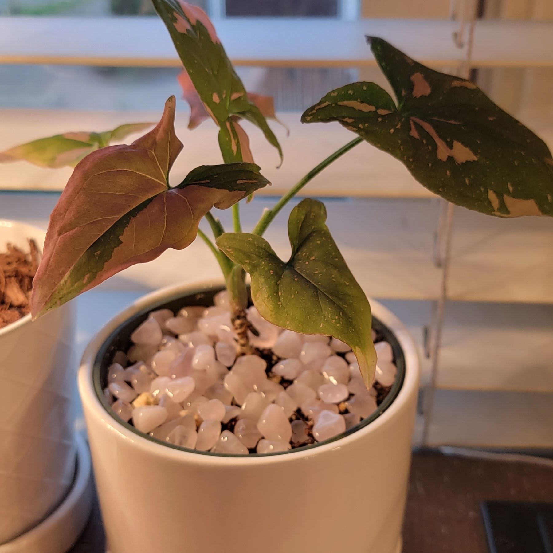 Pink Splash Arrowhead Vine in a white pot with decorative stones, showing leaf discoloration.