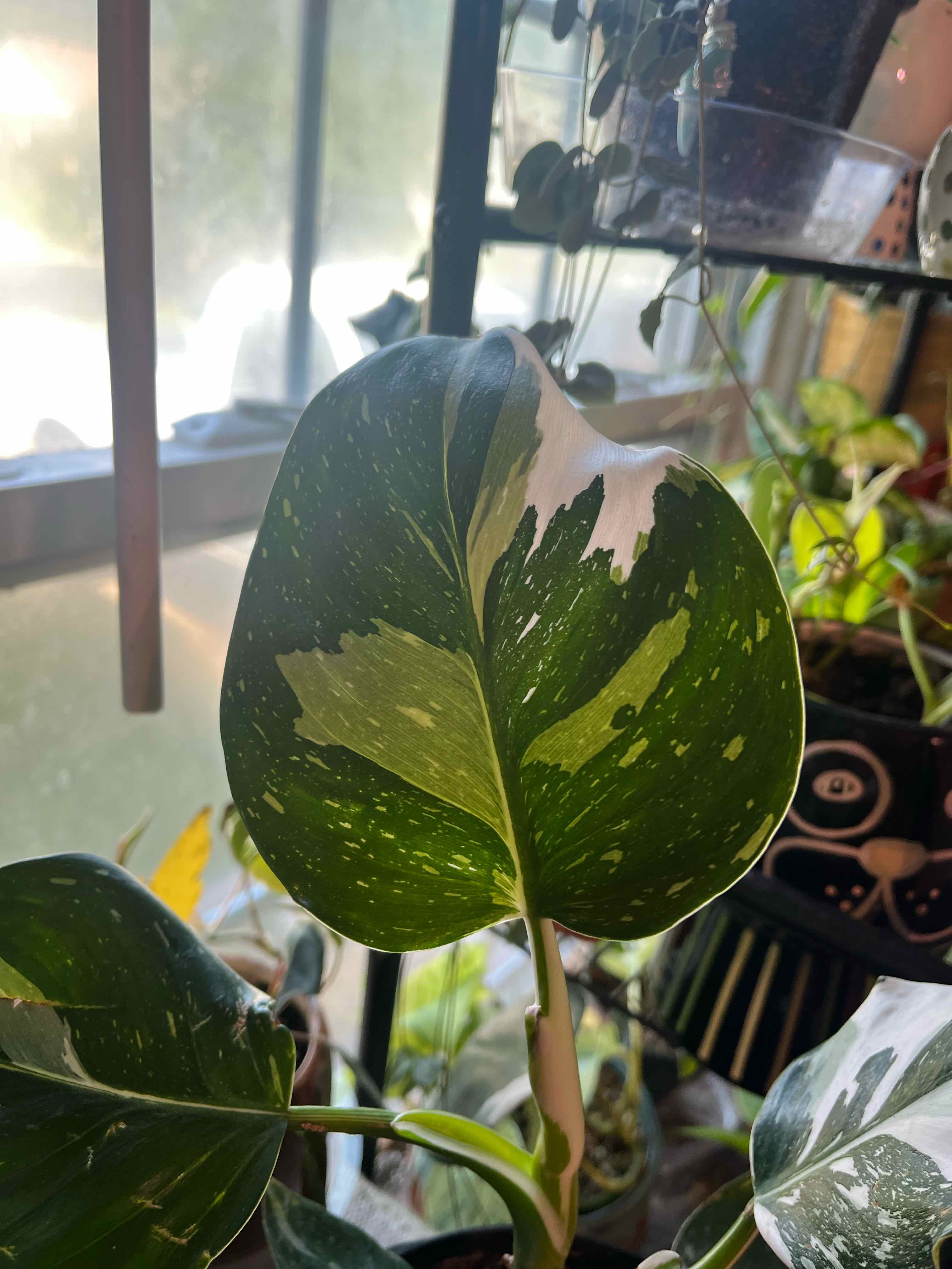Philodendron 'White Wizard' with variegated leaves, healthy appearance.
