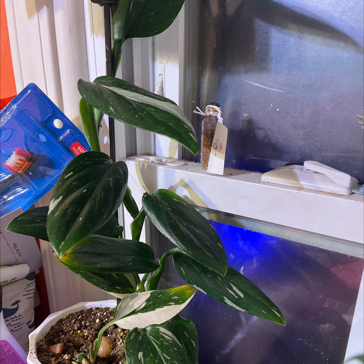 Monstera Cobra plant with variegated leaves in a pot with visible soil.