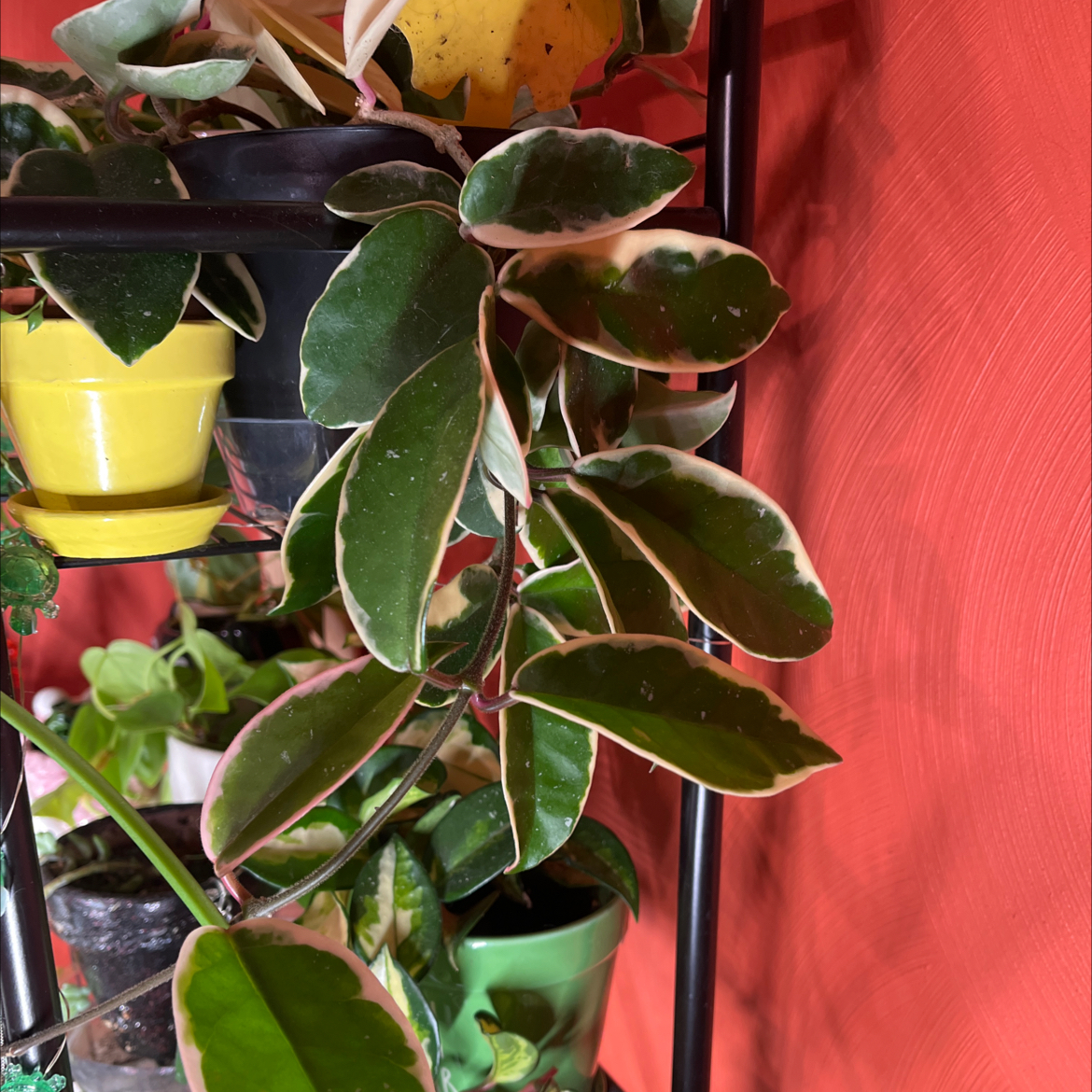 Hoya Krimson Queen plant with variegated leaves, well-framed and healthy.