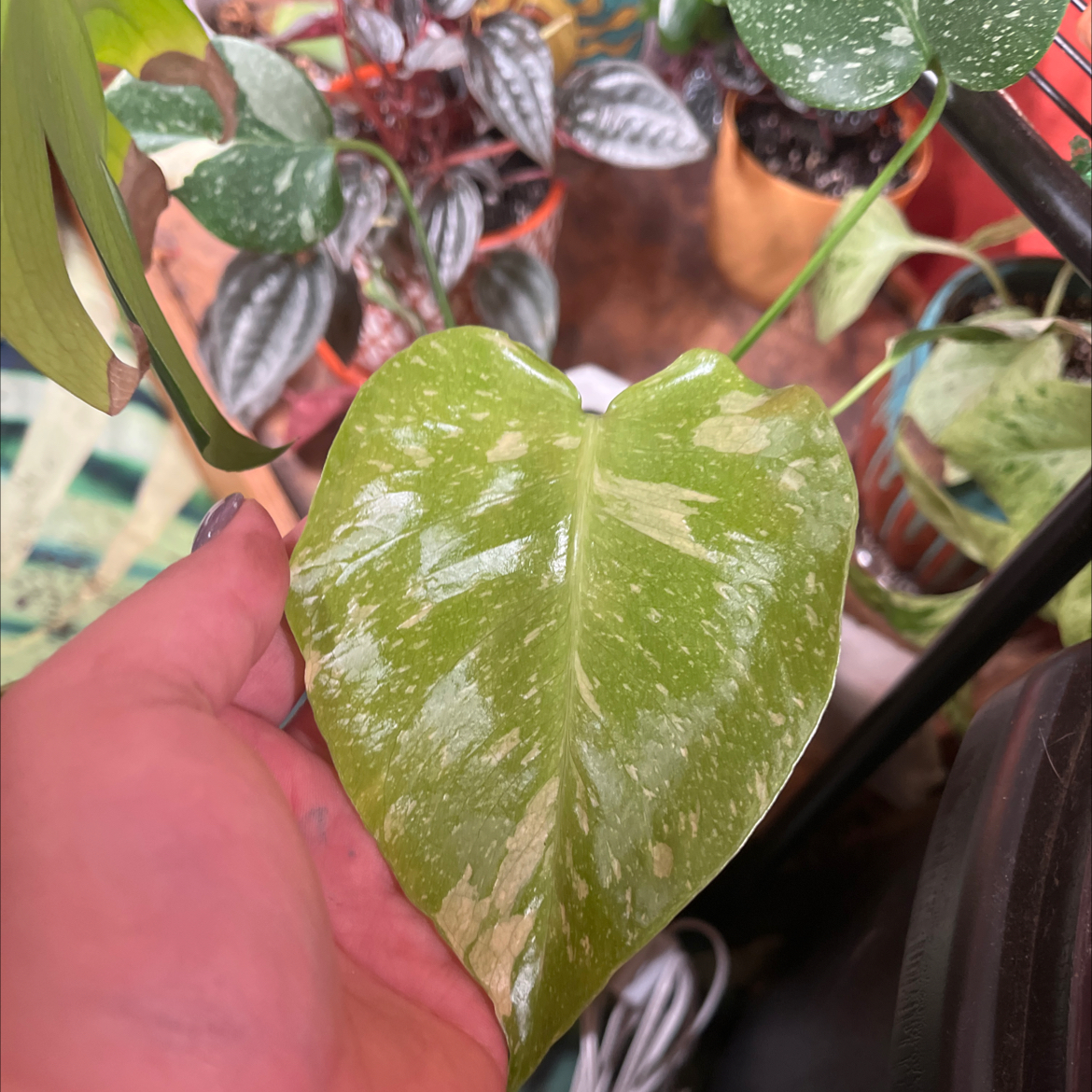 Monstera 'Albo' leaf with variegated patterns being held by a hand.