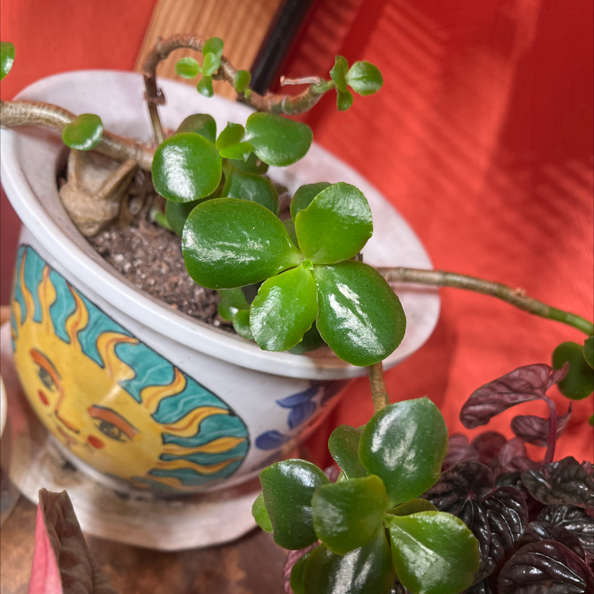 Ripple Jade plant in a decorative pot with vibrant green leaves.