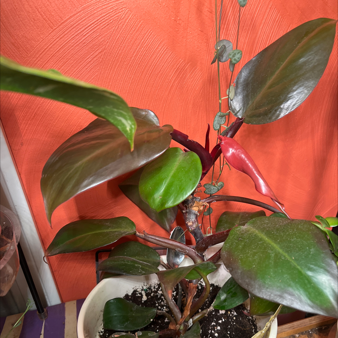 Philodendron Prince of Orange plant with healthy, glossy leaves in a pot.