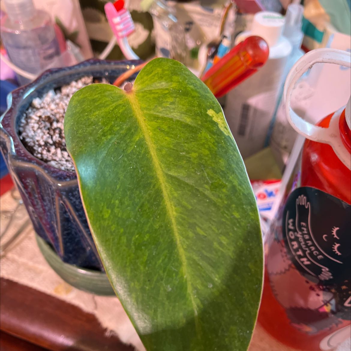 Philodendron 'Painted Lady' leaf with slight edge discoloration, soil visible in background.