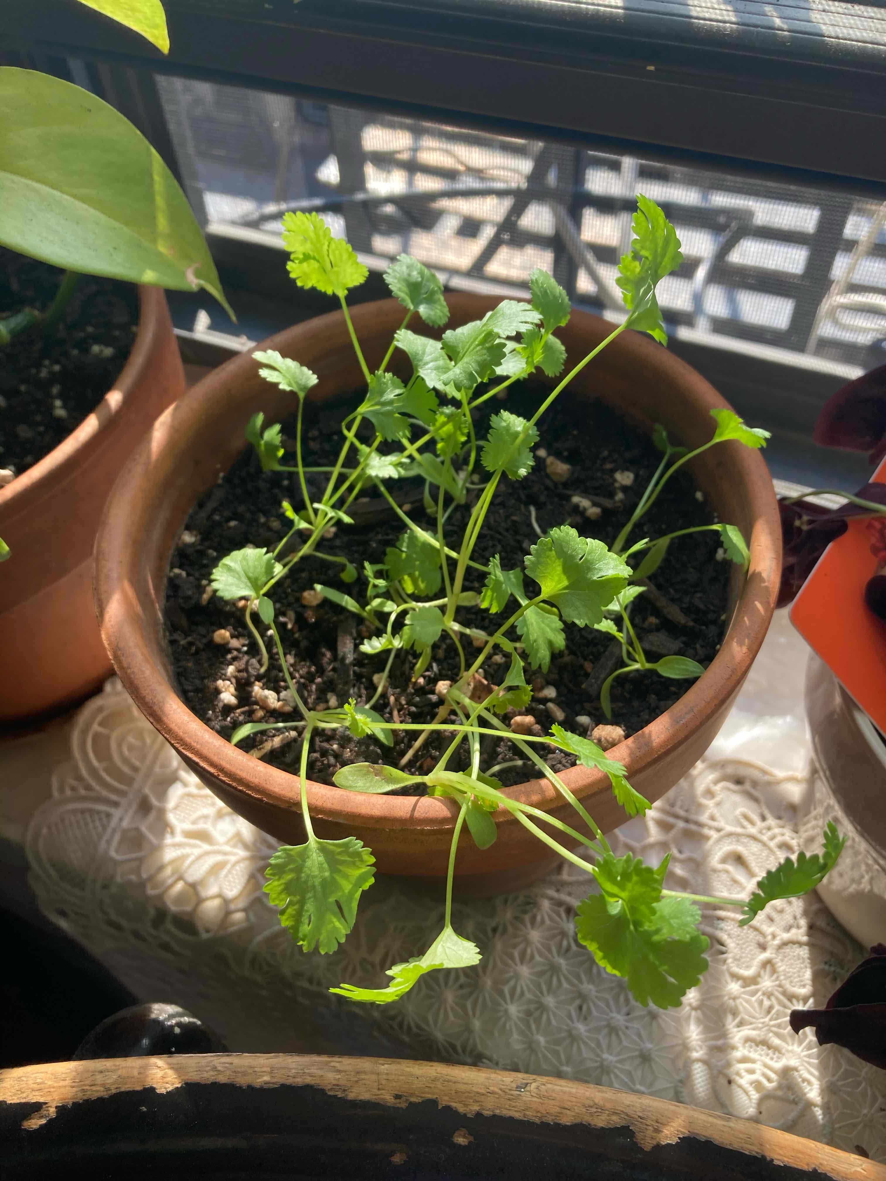 Why Are My Coriander Leaves Curling?