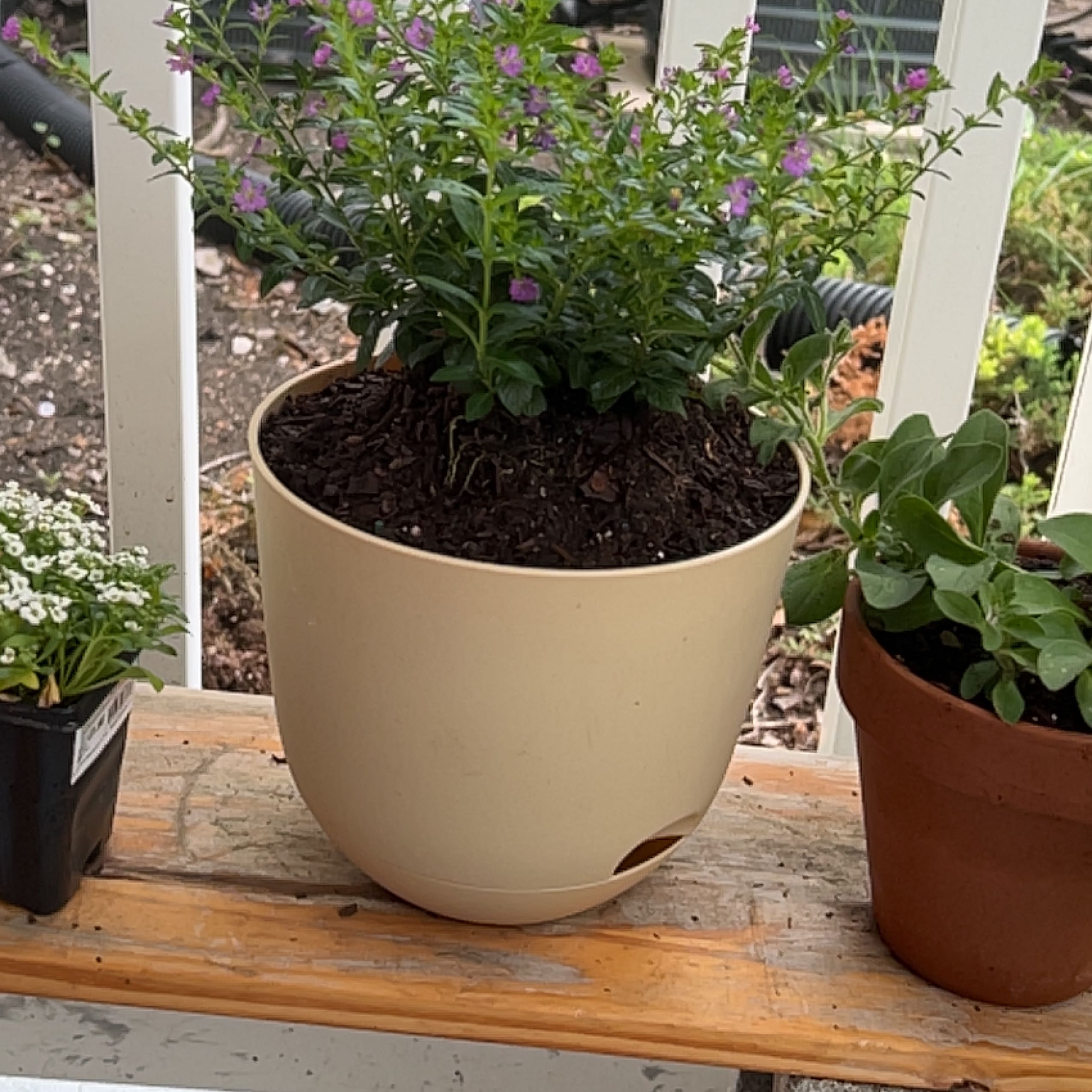 Potted Mexican-Heather plant with small purple flowers, healthy green foliage, and visible soil.