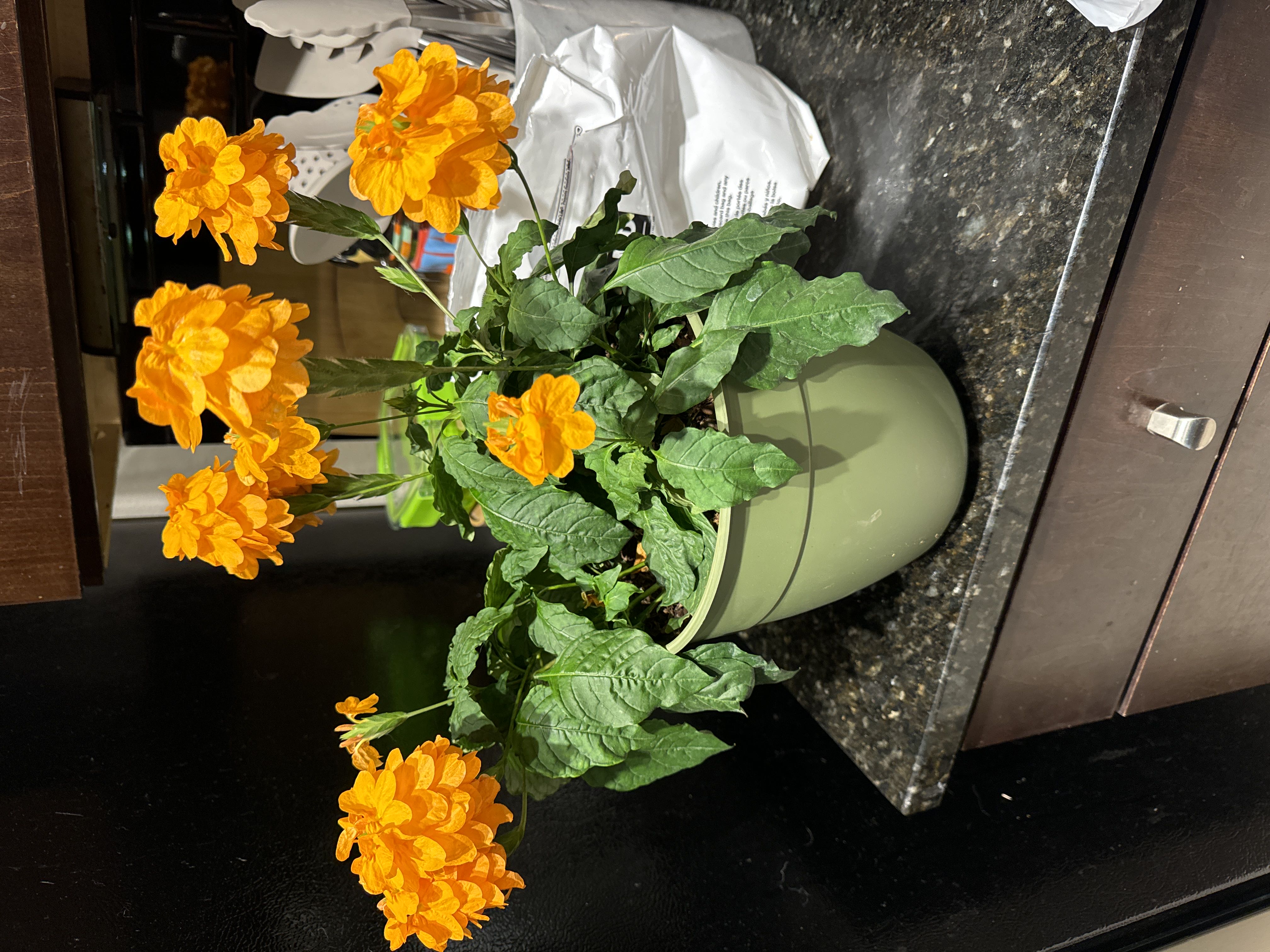 Photo from the post