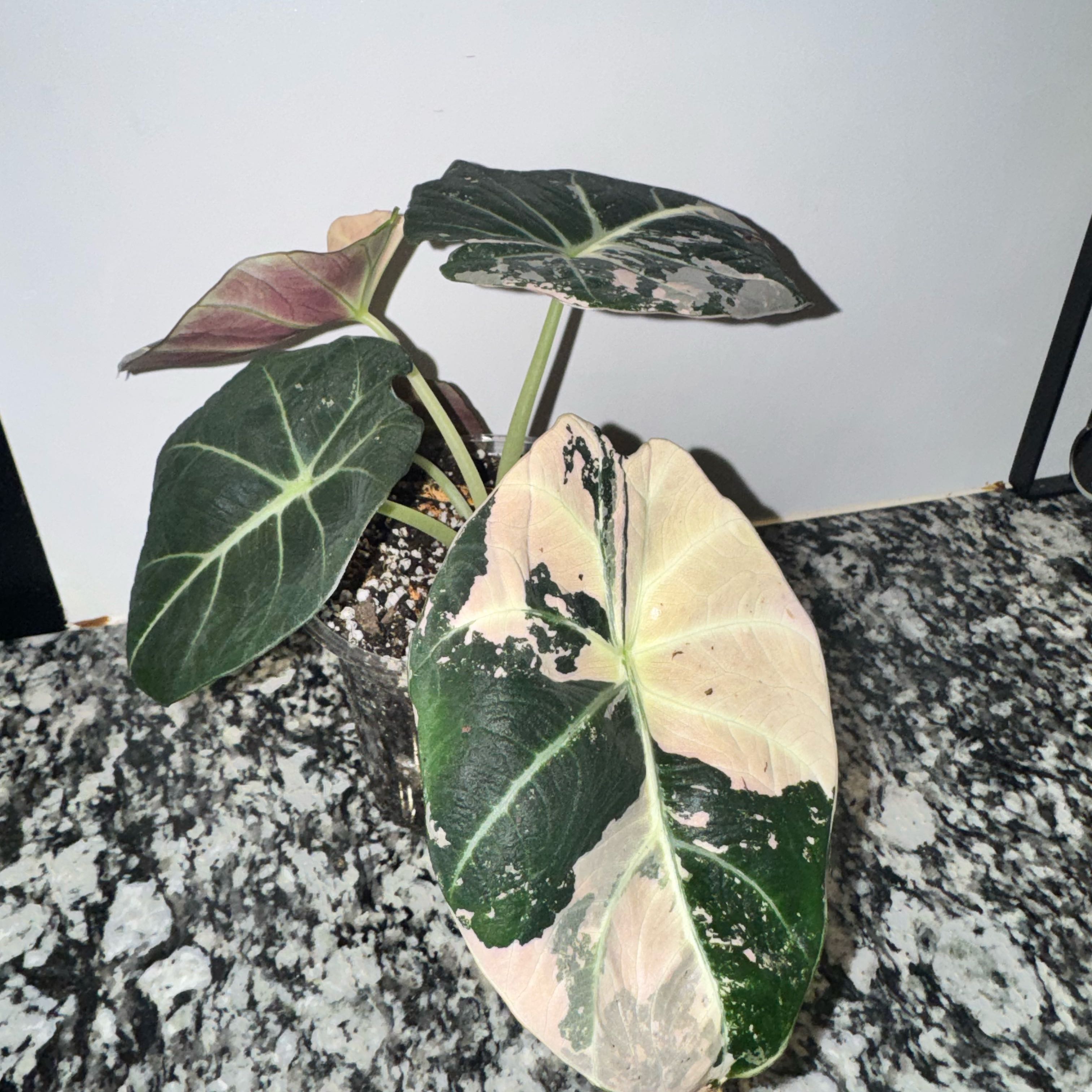Photo of the plant species Alocacia Pink Black Velvet by @TrueBluebroom named Pinky on Greg, the plant care app