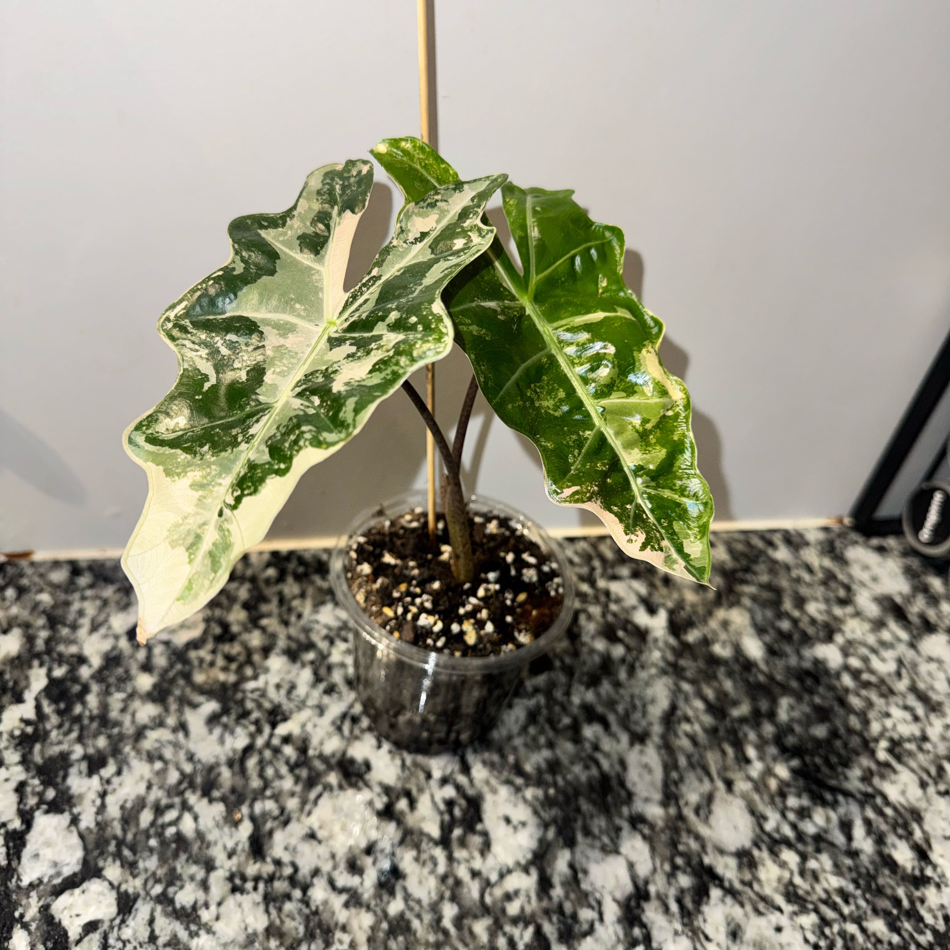 Photo of the plant species Alocasia 'Pink Pseudo Sanderiana' by @TrueBluebroom named Aria on Greg, the plant care app
